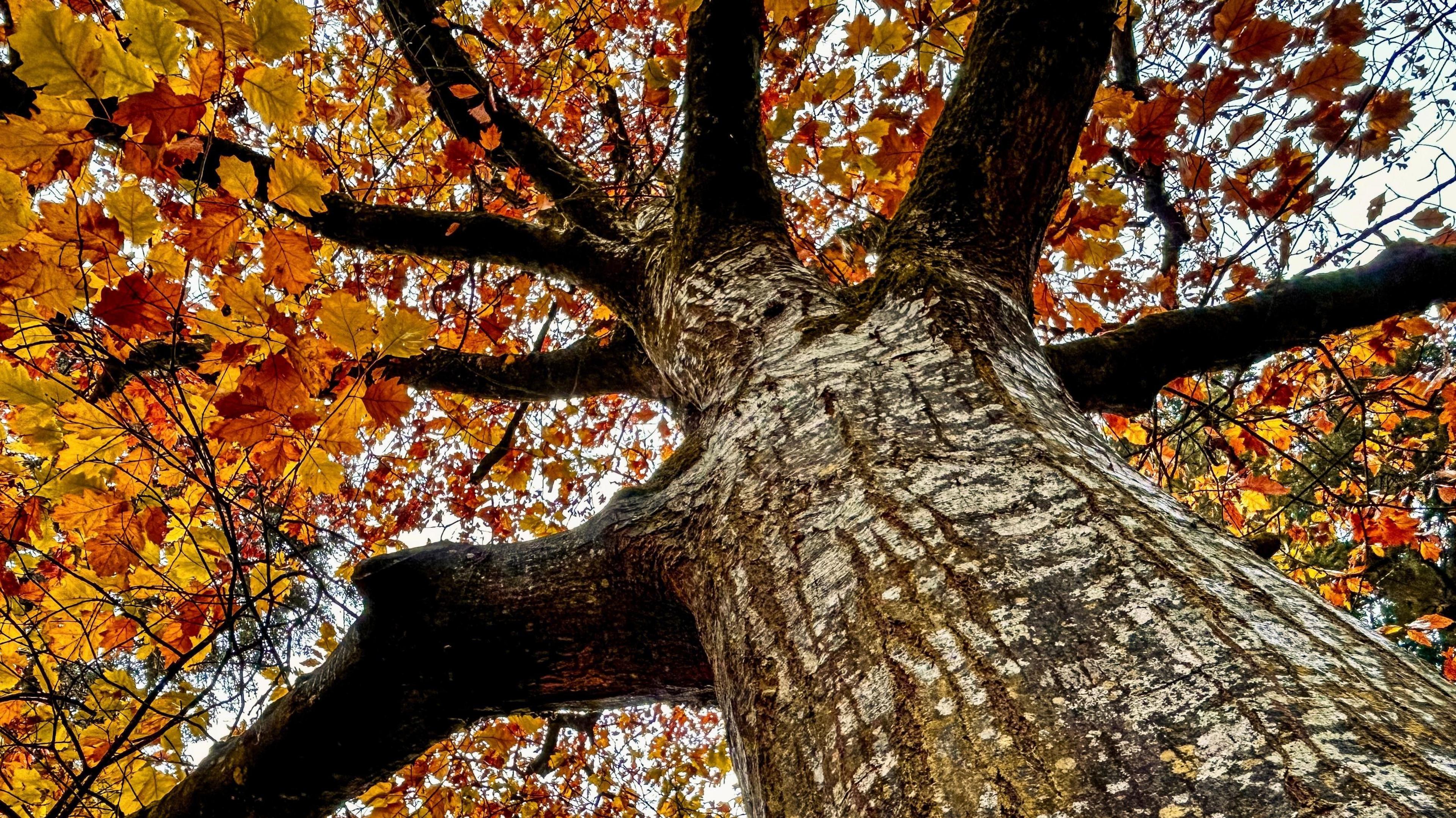 Orange, gold and red leaves on a tree with a brown trunk, viewed from the ground looking up.