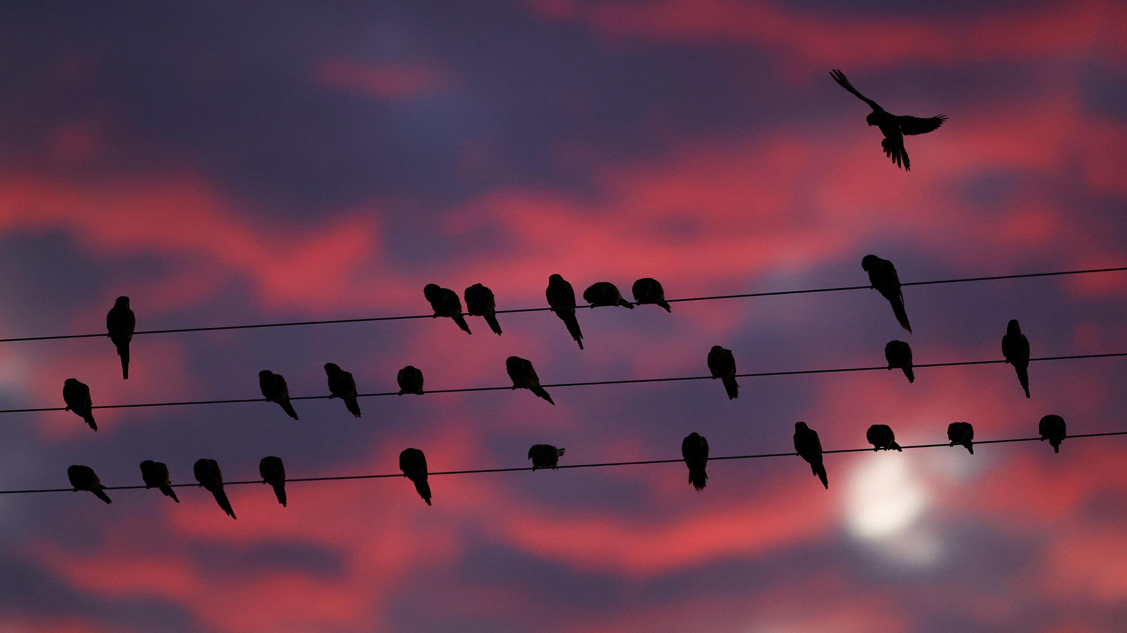 parrots on a wire