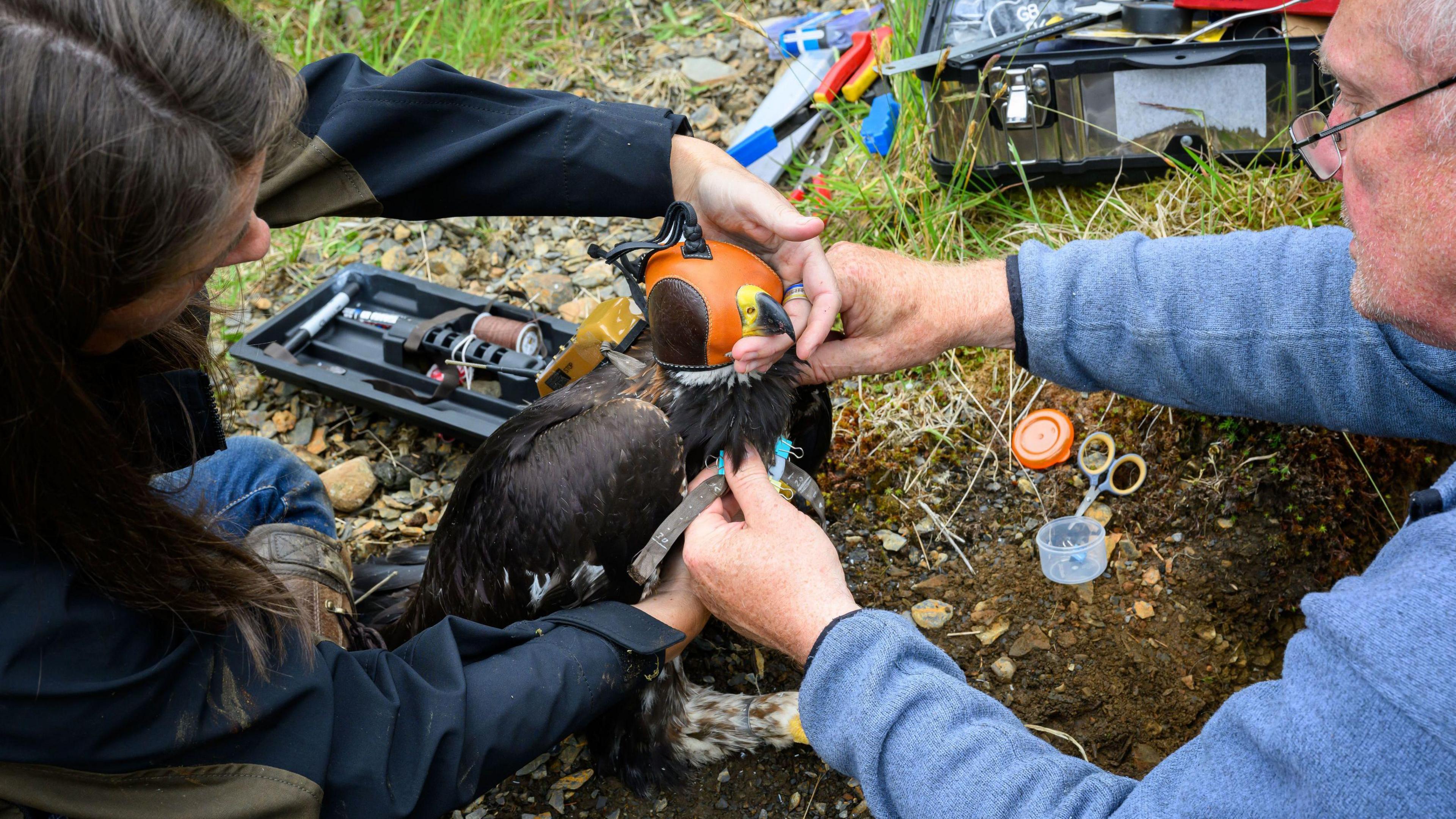 golden eagle eaglet named Princeling, being tagged and measured