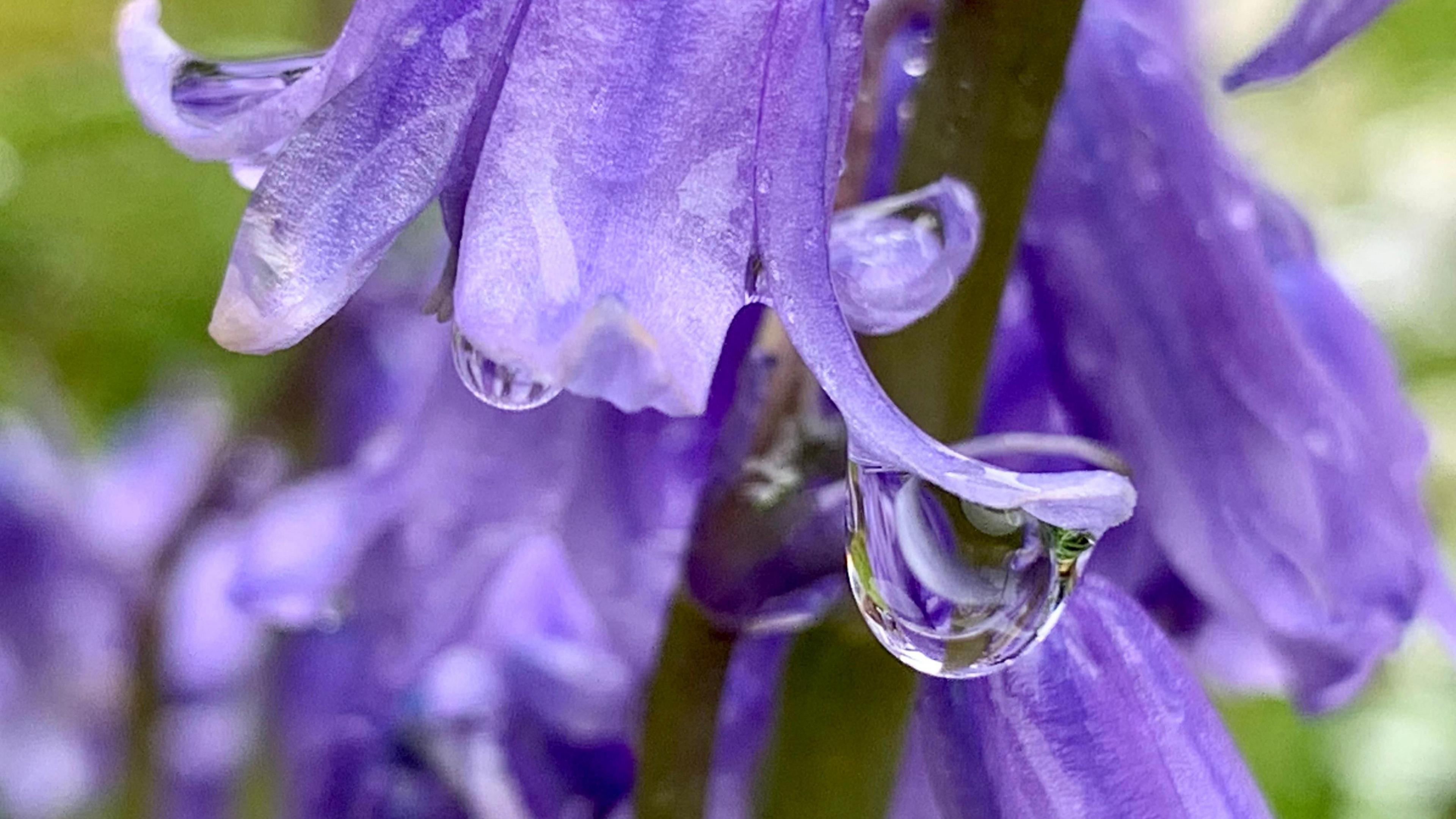 bluebells