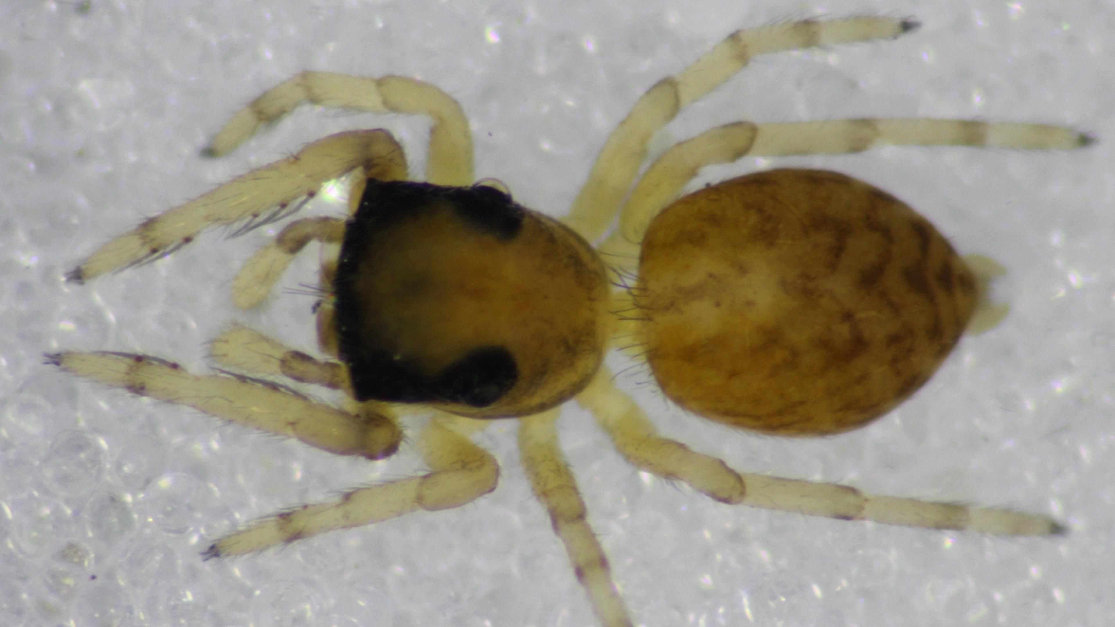 A close-up picture of an extremely small, light coloured spider sitting on a bed of tiny white pieces of shingle. 