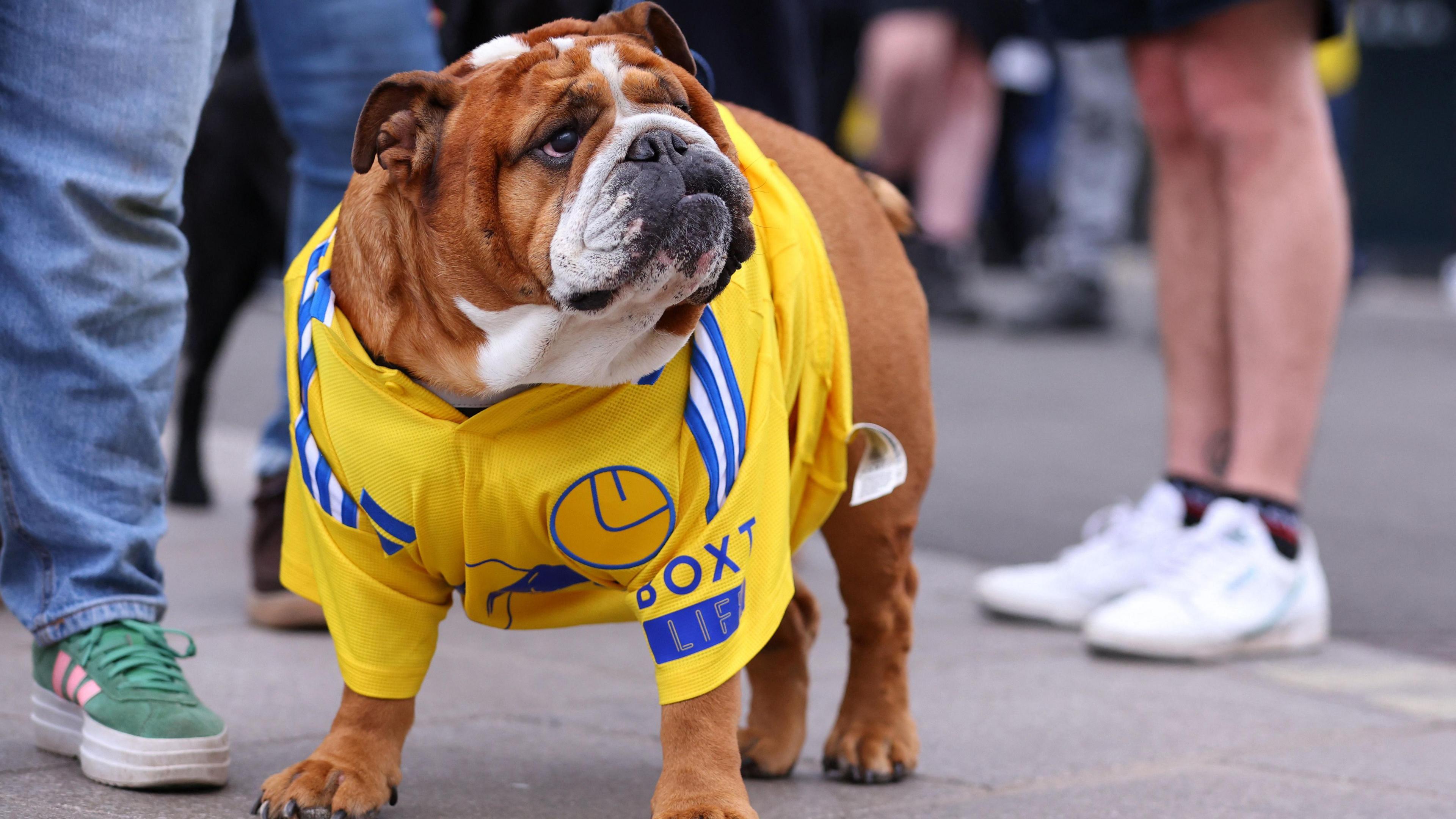 A dog wears a Leeds United outfit 
