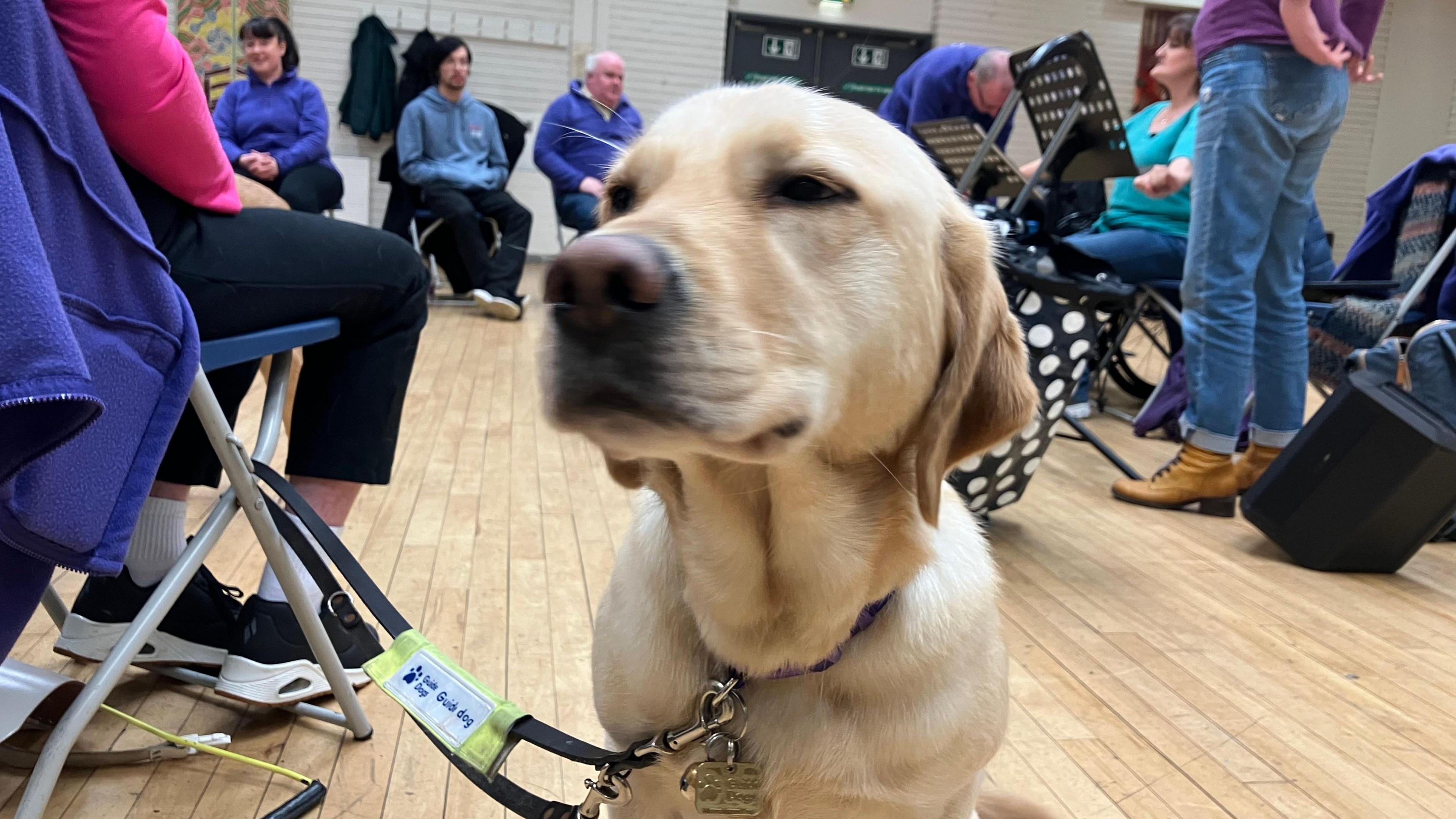 A golden Labrador dog sits on a wooden floor with choir members sitting in chairs in the background. She is wearing a black collar and has a black lead clipped on to a chair.