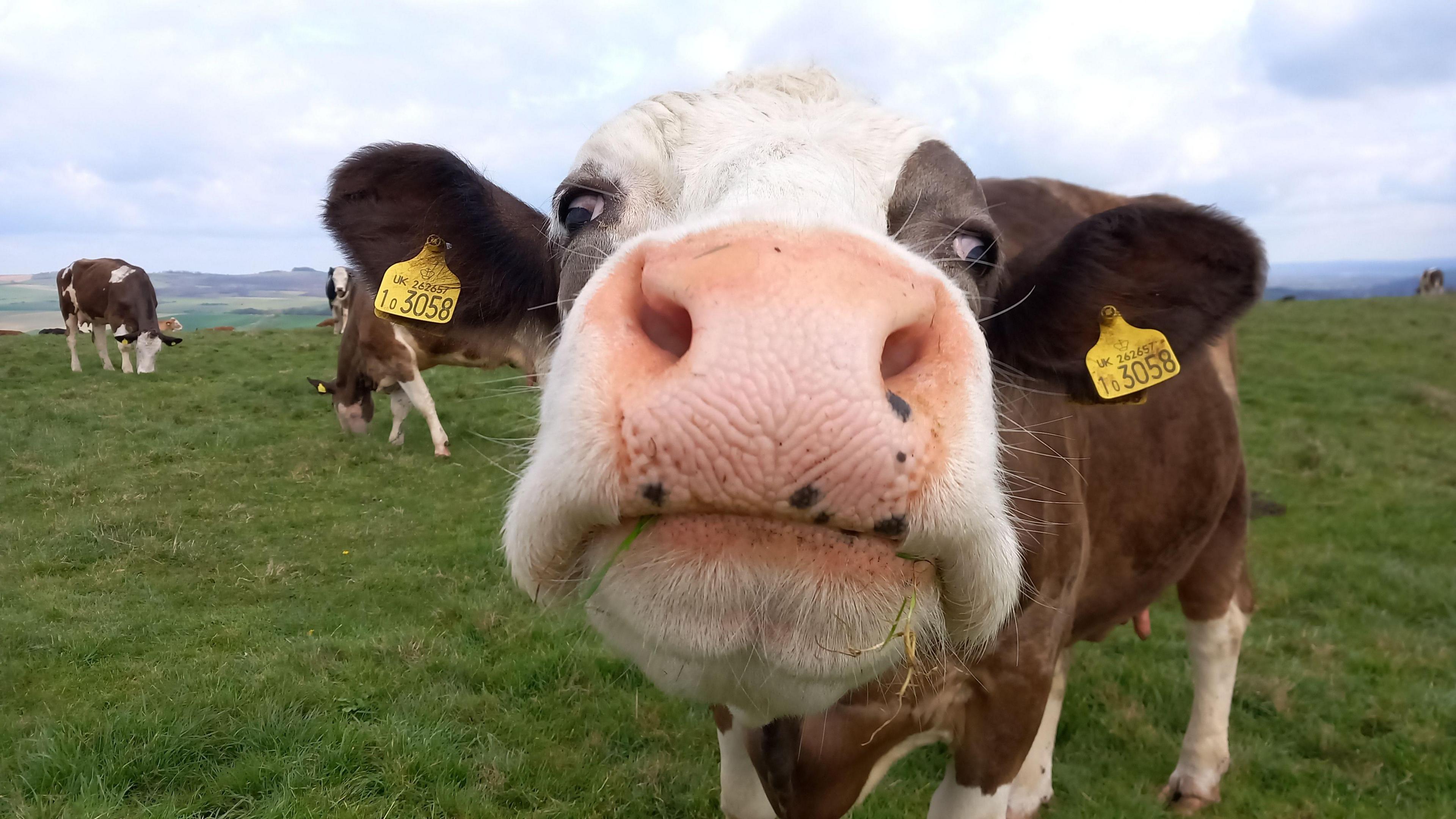 Close up photo of a cow by Jessica