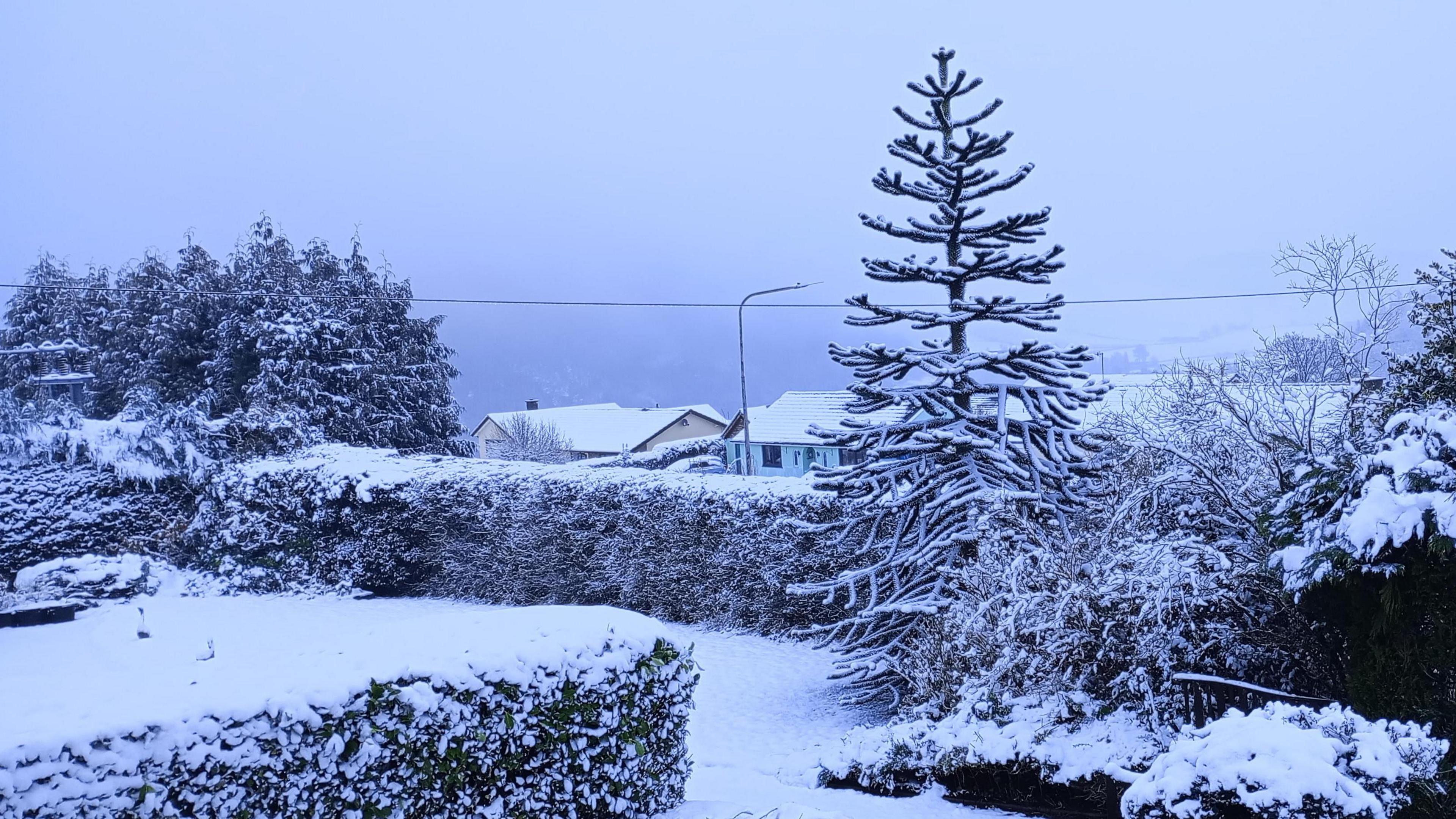 Snowy trees in a back garden pictured in Knighton, Powys. 