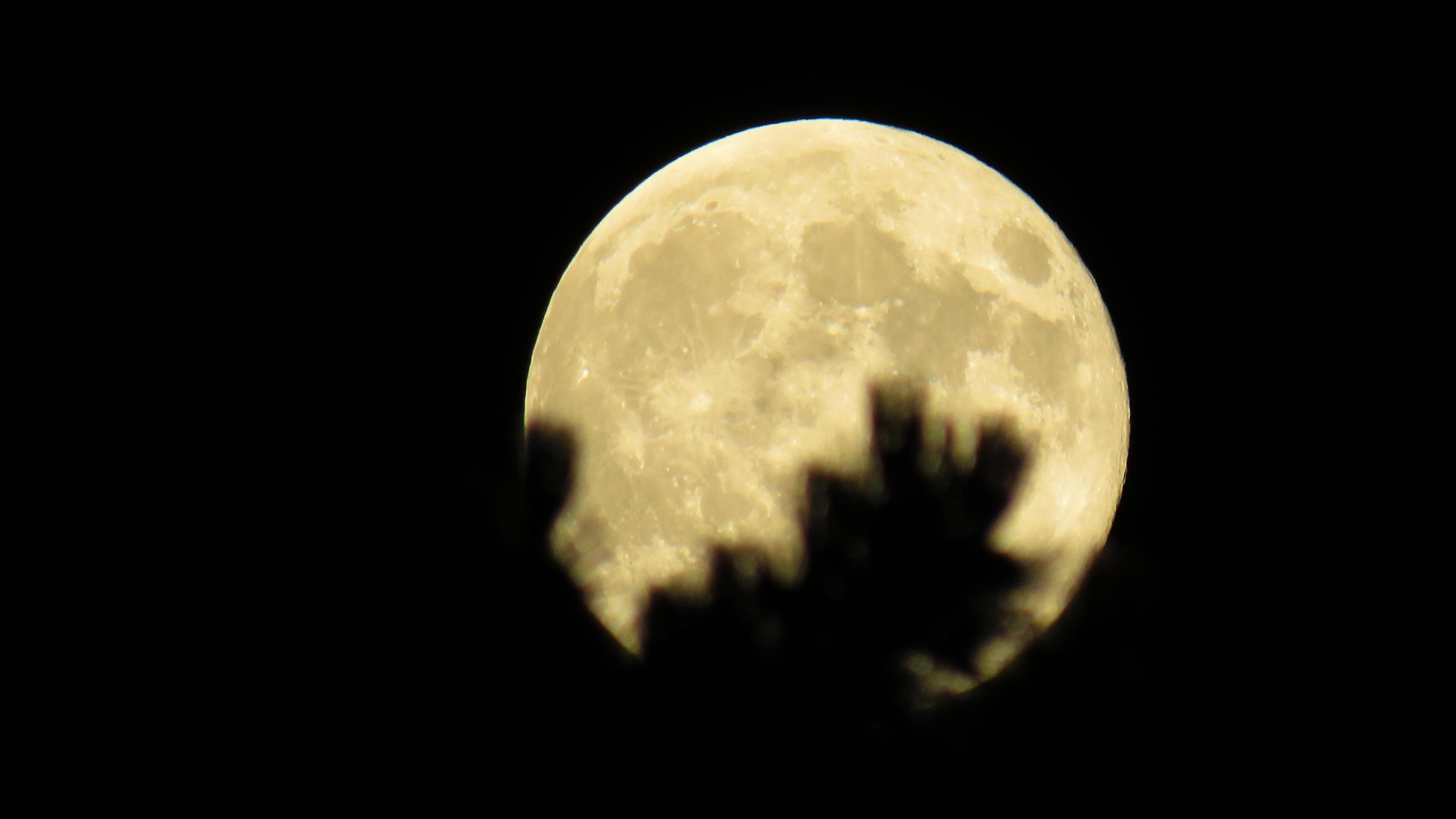 Leaves from a bush in the foreground of the image and the yellow coloured full moon clearly visible behind it