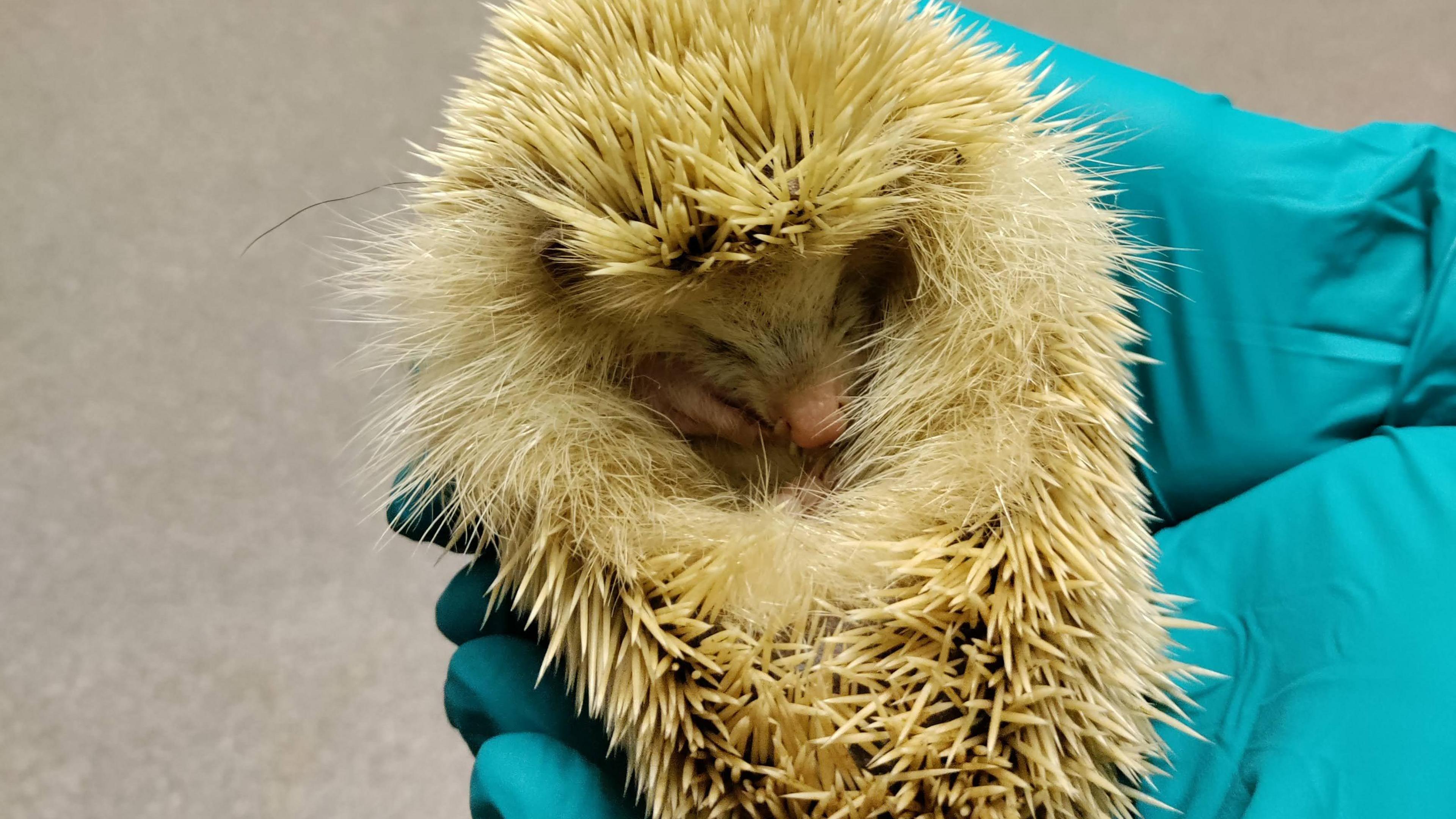 A blonde hedgehog is curled up in a pair of gloved hands. It has a pink nose and is covered in white spines.