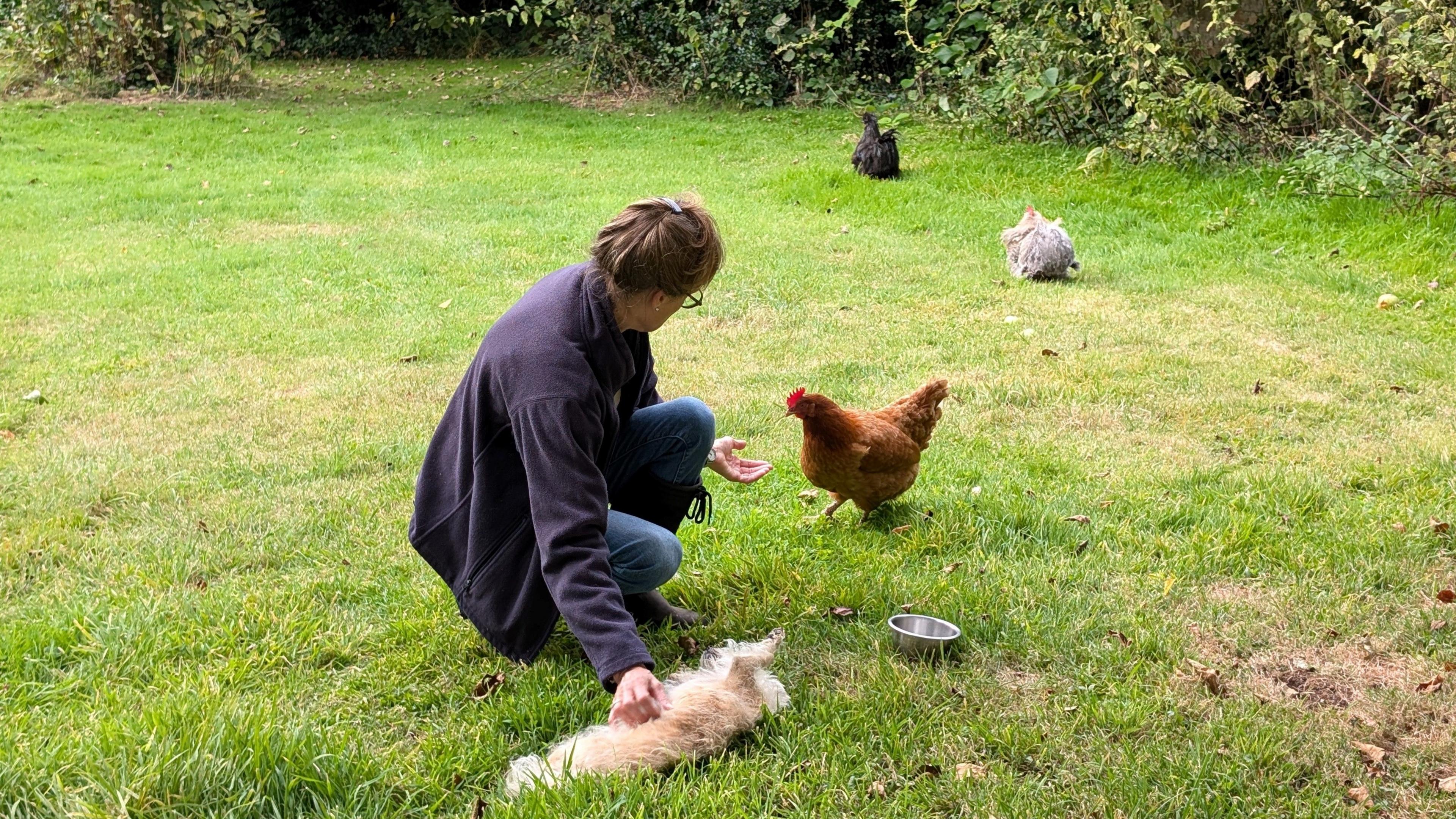 Woman feeds chicken from her hand.