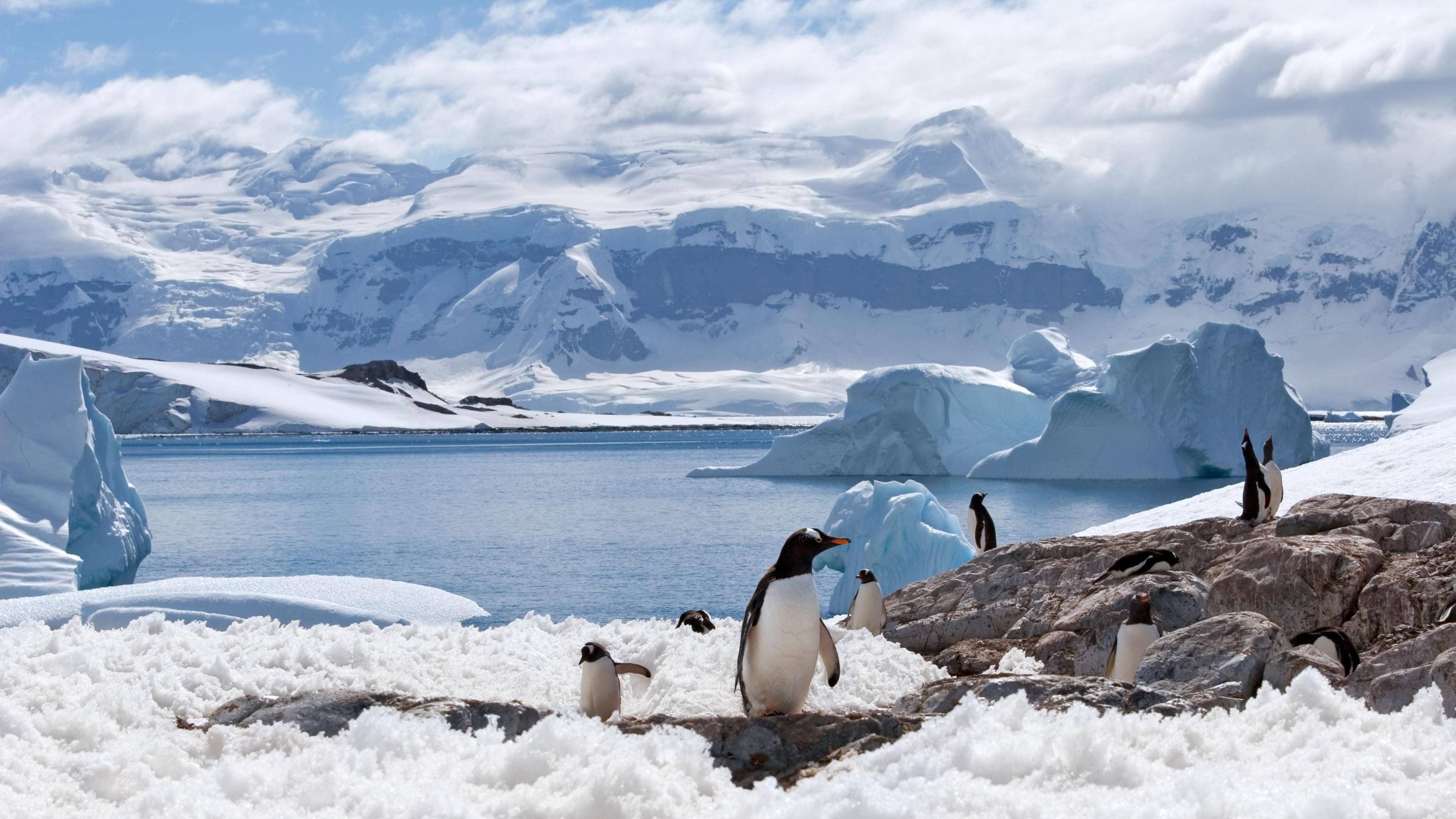 There are penguins on the rocks, some of which are covered in snow, in the foreground of the image. Behind them is icy water with glaciers in it. There are mountains covered in snow far in the background