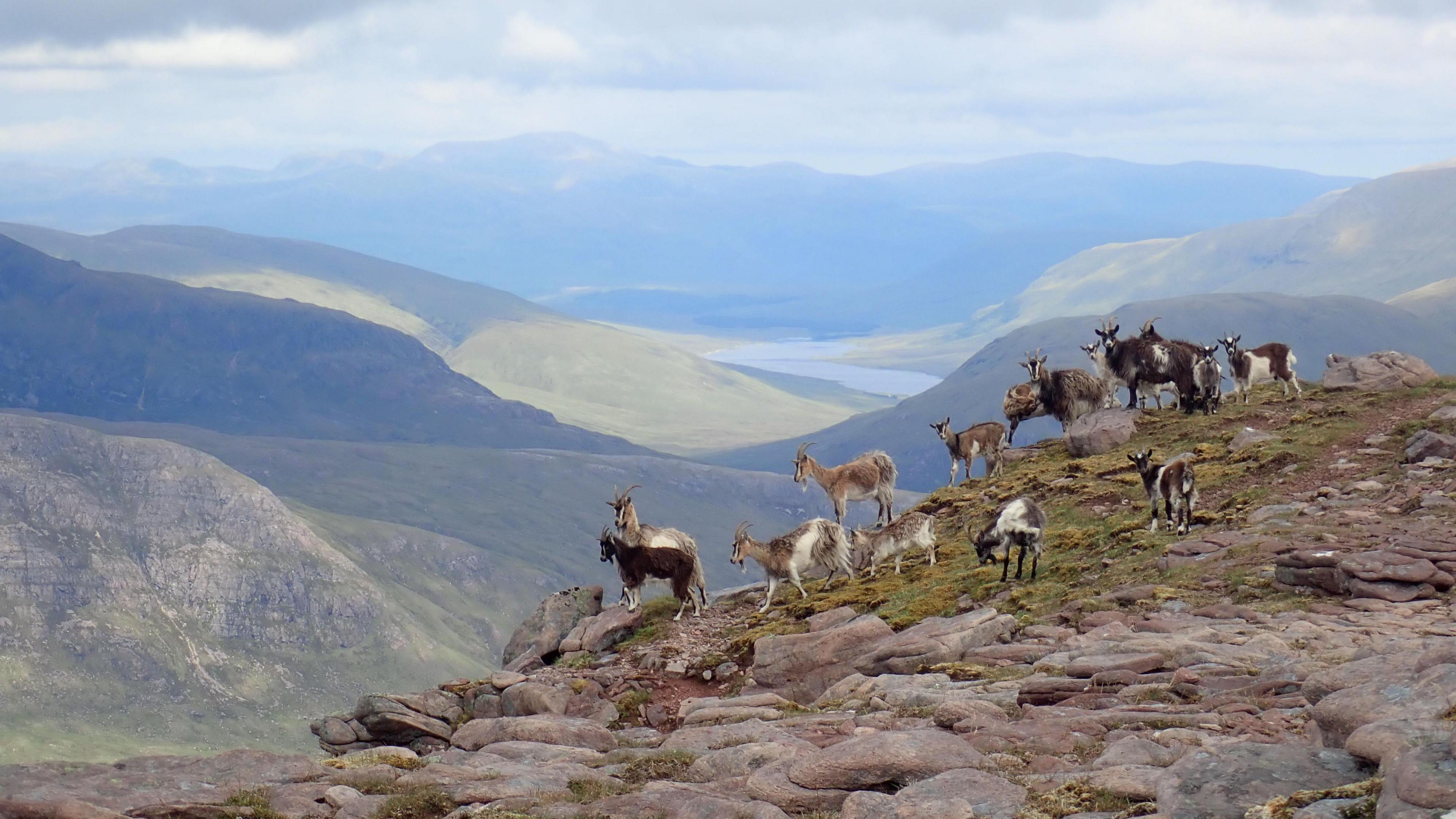 A group of wild goats, all with varied colours of fur - some brown, black and white, gathered together on the top of a mountain.