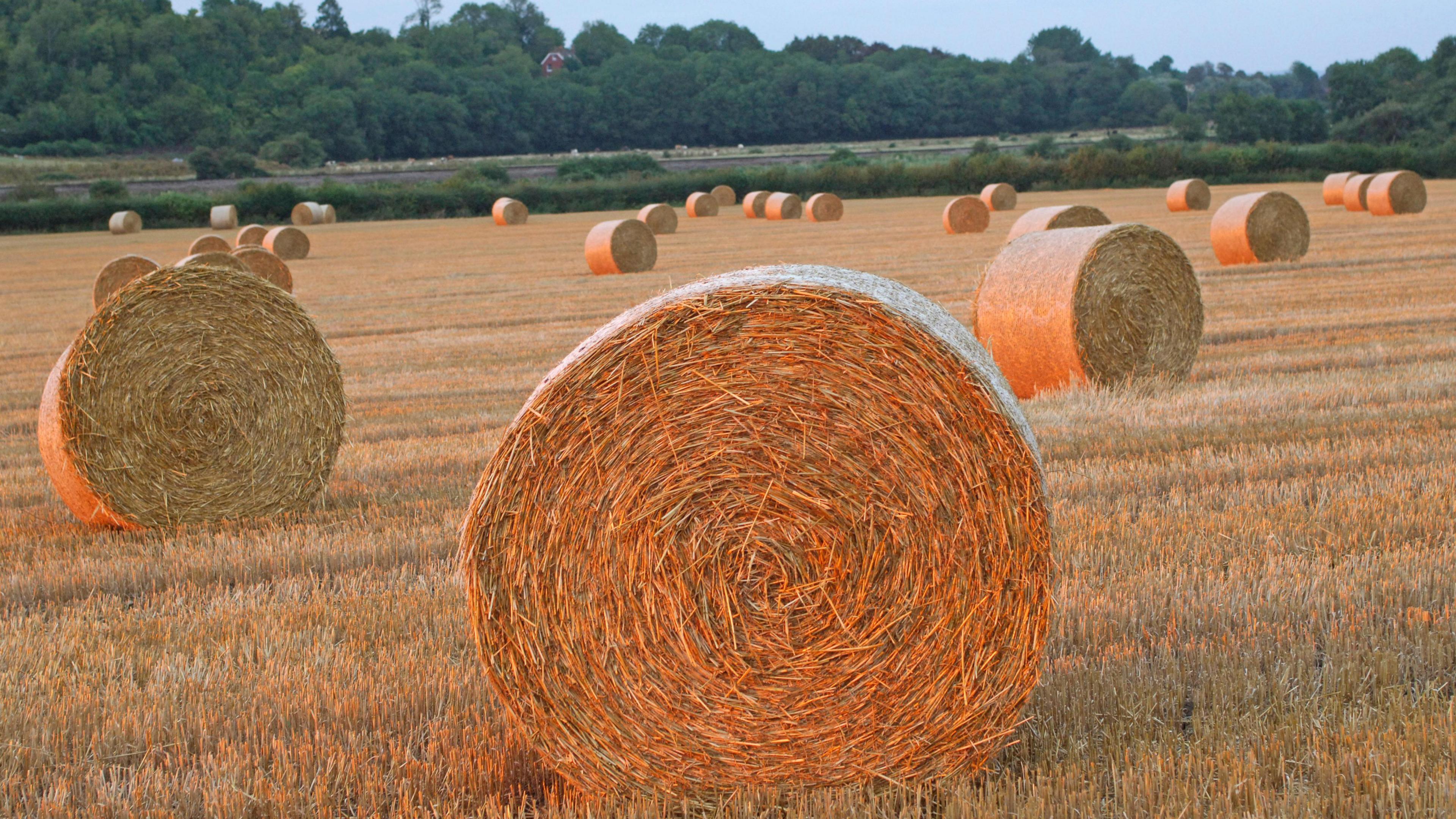 Bales of straw stand in a field