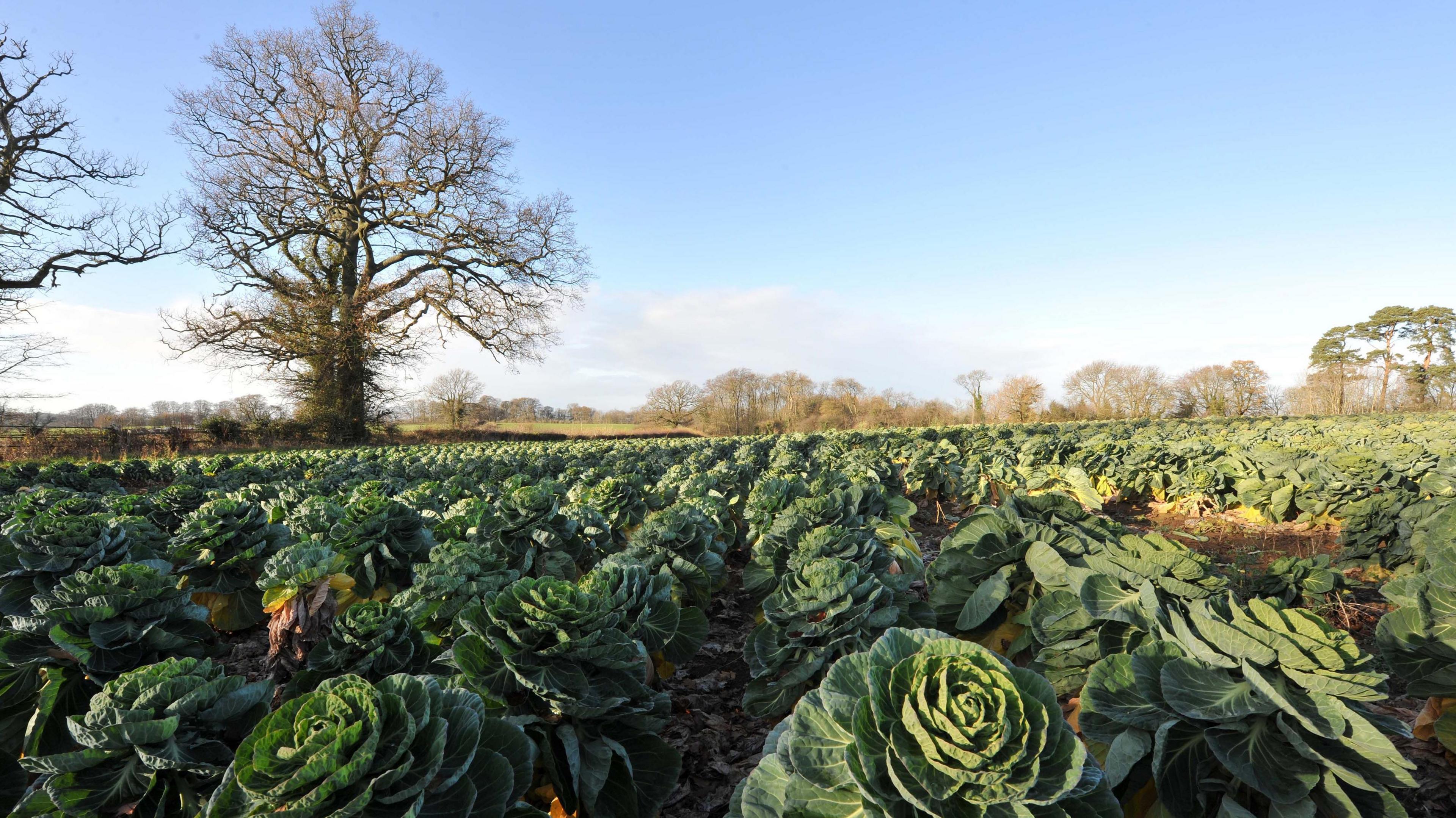 A field of brussel sprouts with a large tree without leaves in the top left and blue skies