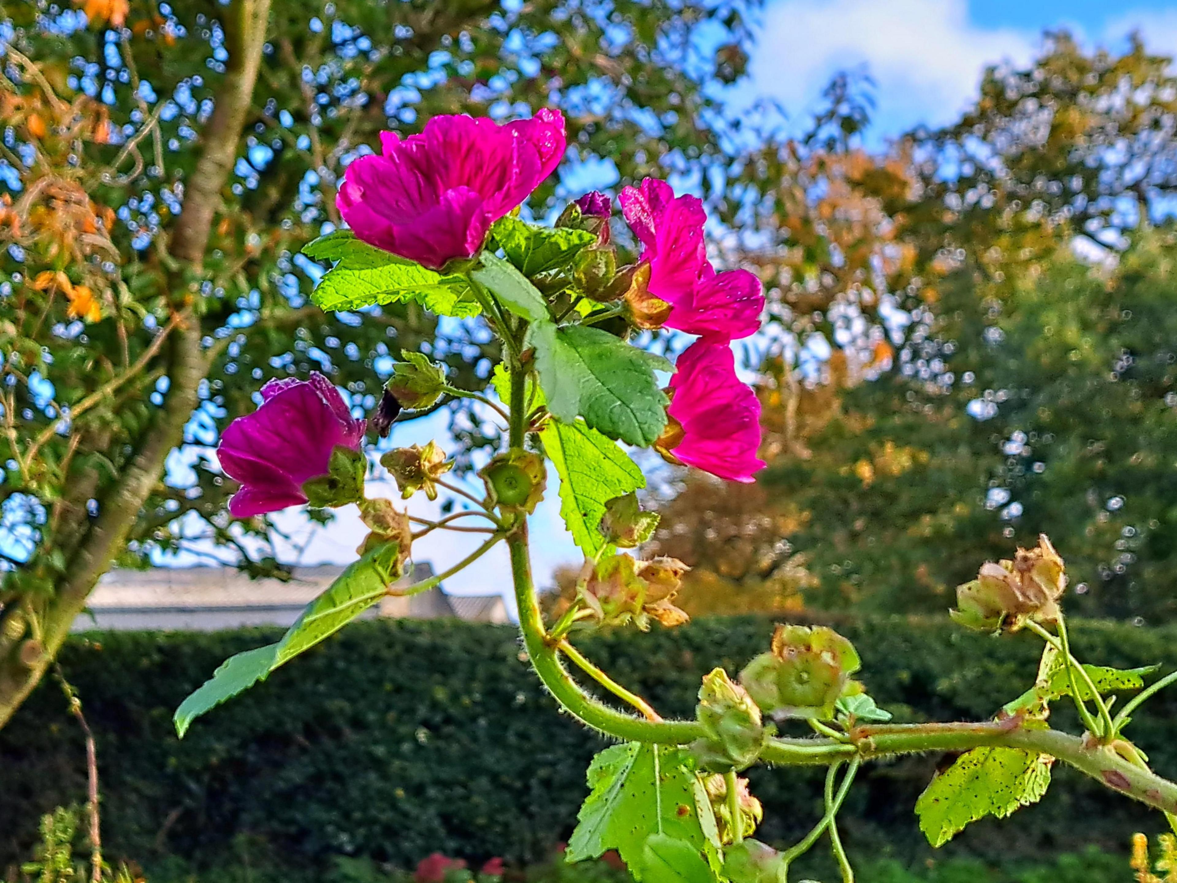 A stem with pink flowers and spiky hairs along its length, with jagged green leaves. 