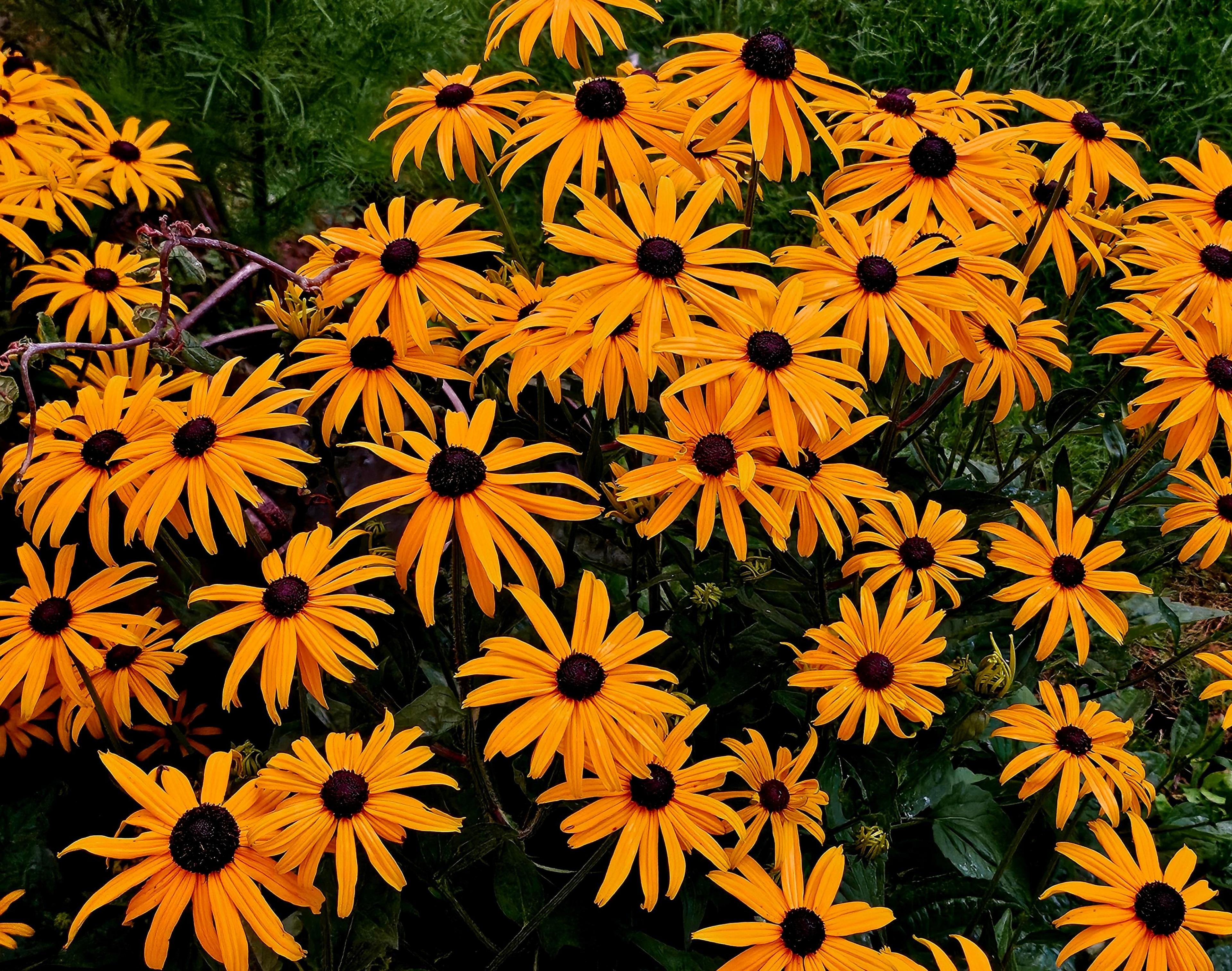 Bright orange flowers with brown seed-heads in the middle.