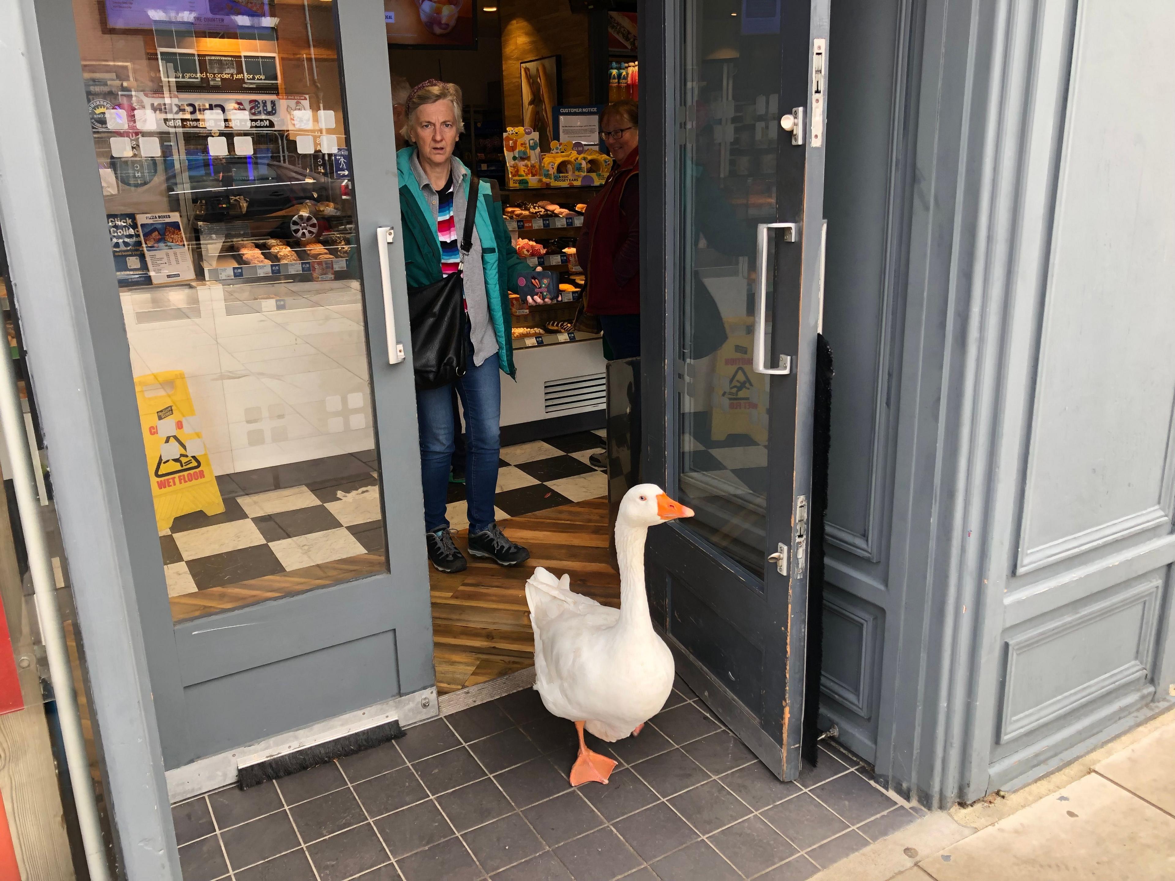 A white goose with orange beak making his way out of a bakery on the Broad Street shopping area of March, a customer looks on in disbelief from behind.