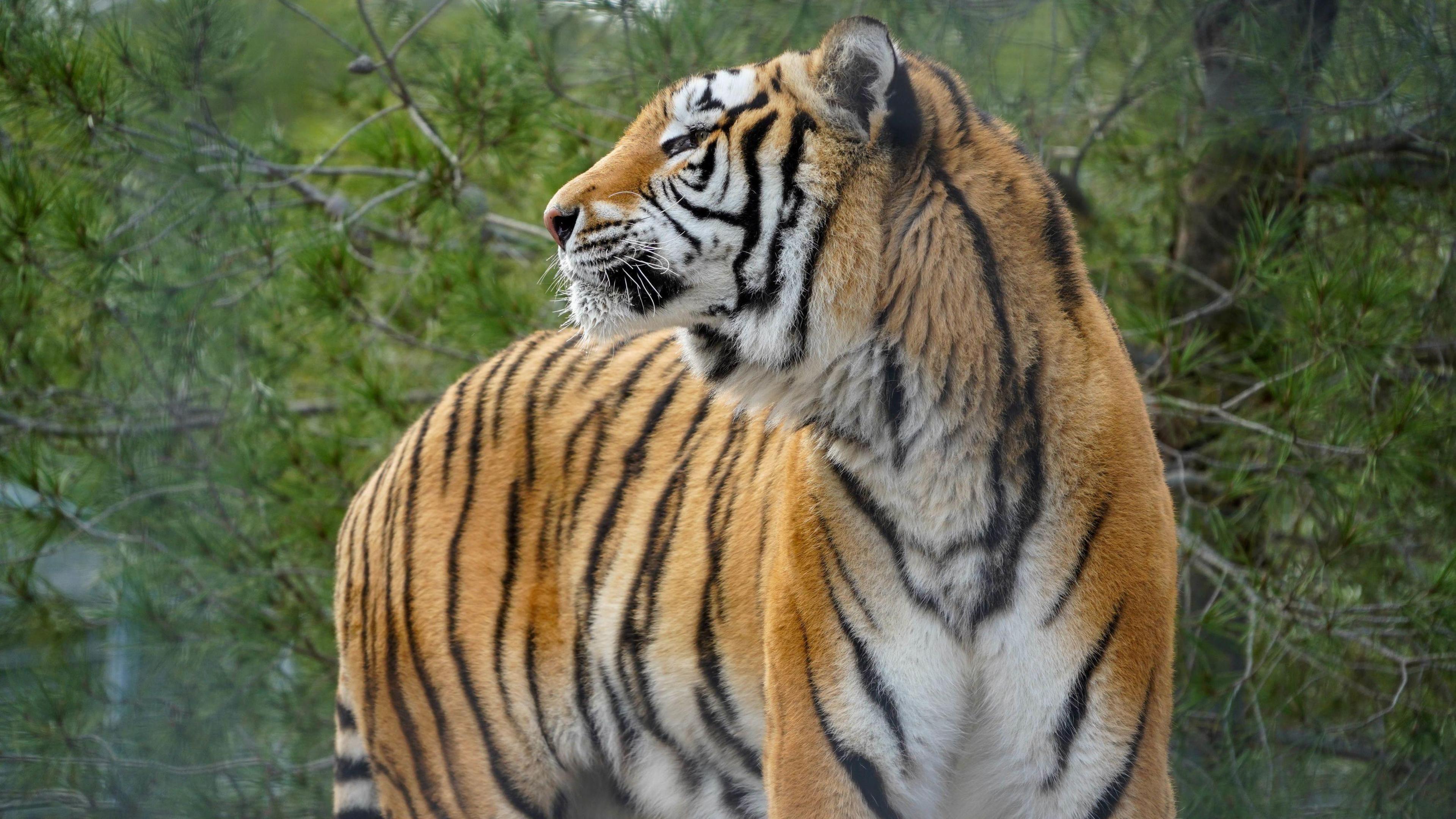 Aqua the tiger pictured in front of some trees. The tiger is quite big with orange and black stripes. The animal's head is turned to the side.