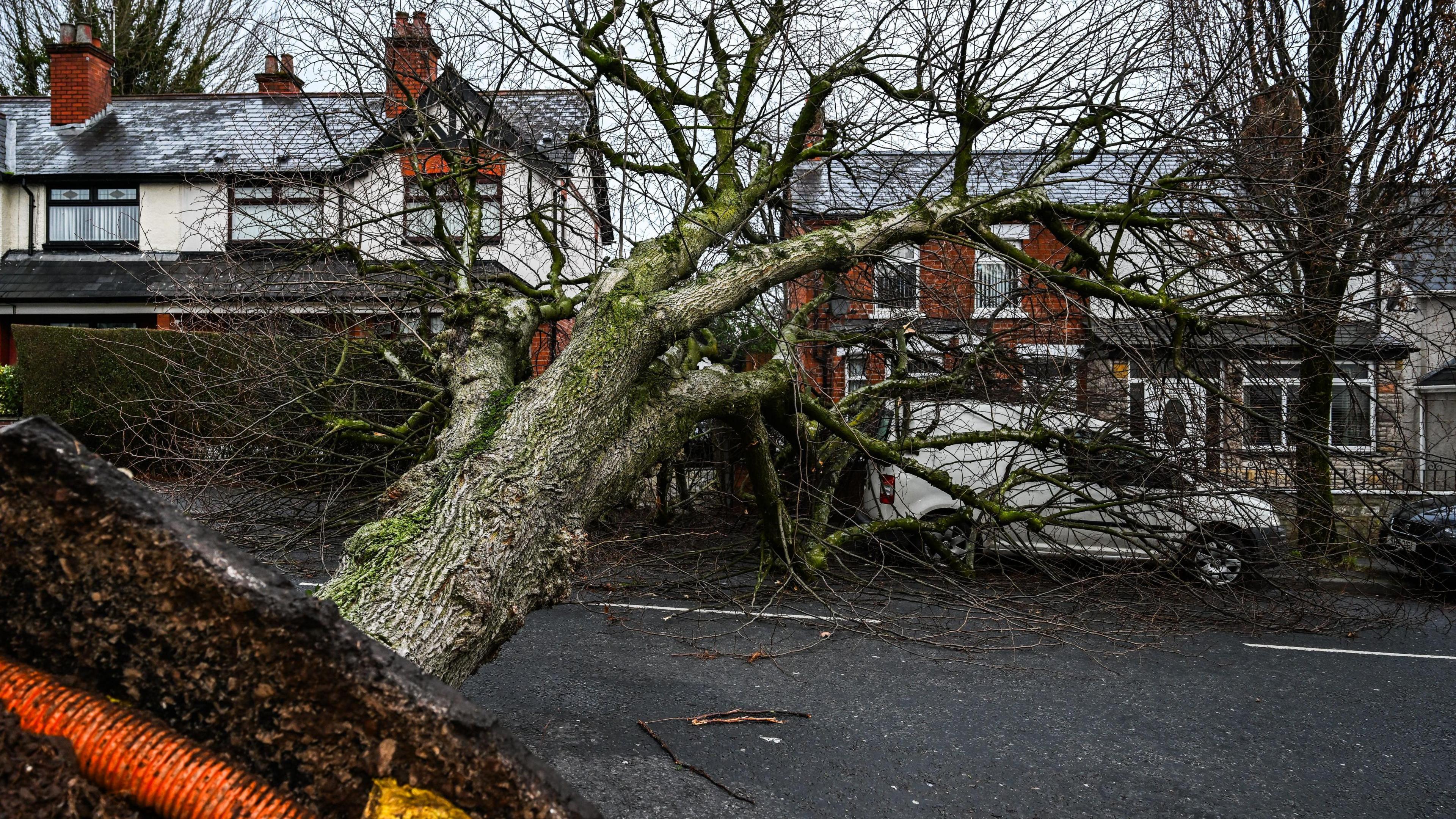 A tree is uprooted, with the roots in the foreground on the left hand side. You can see an exposed orange pipe. The tree has fallen across a road and you can see houses behind it and a white van underneath it.