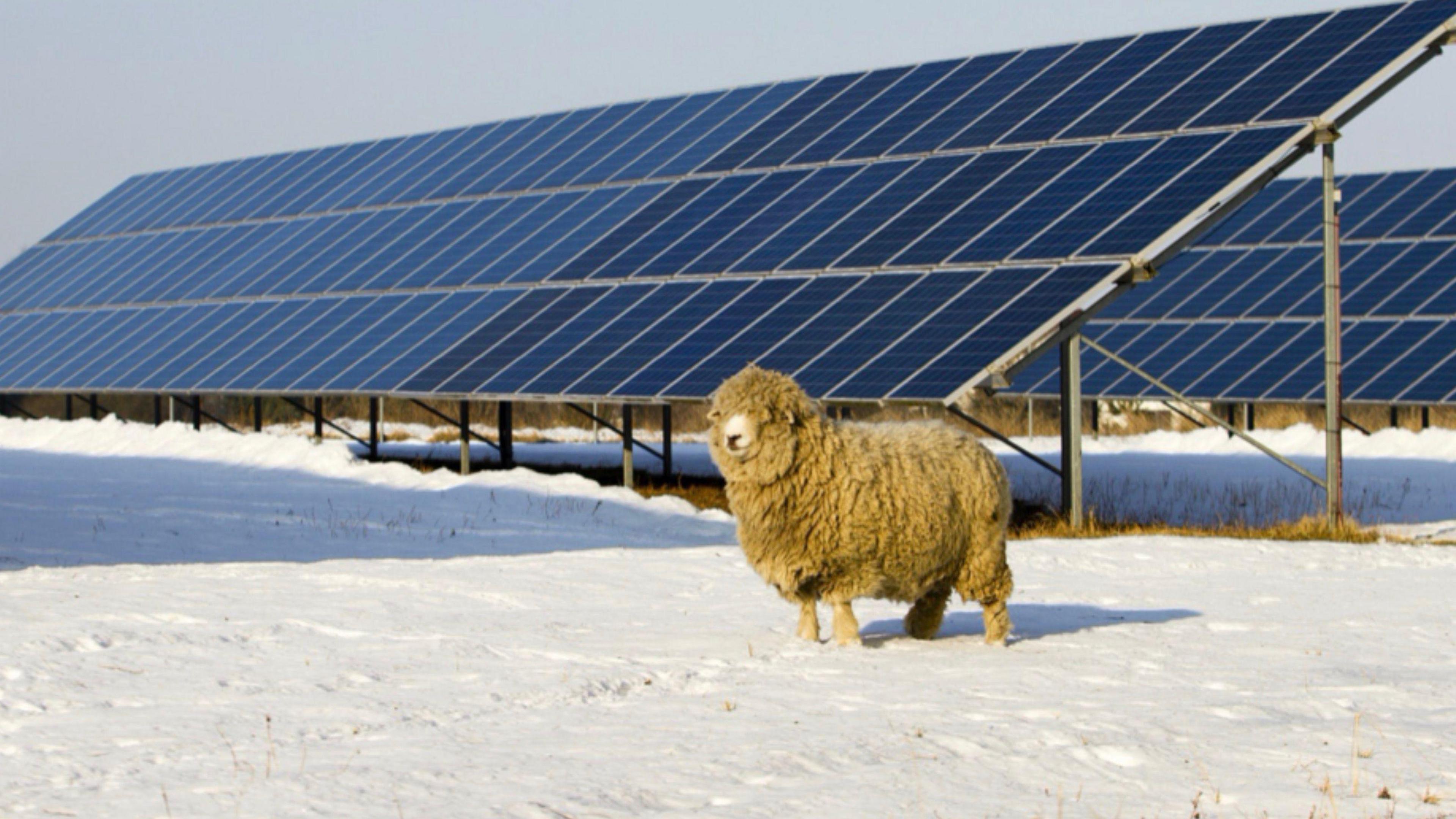 A sheep in a snow covered field, with a row of solar panels behind it