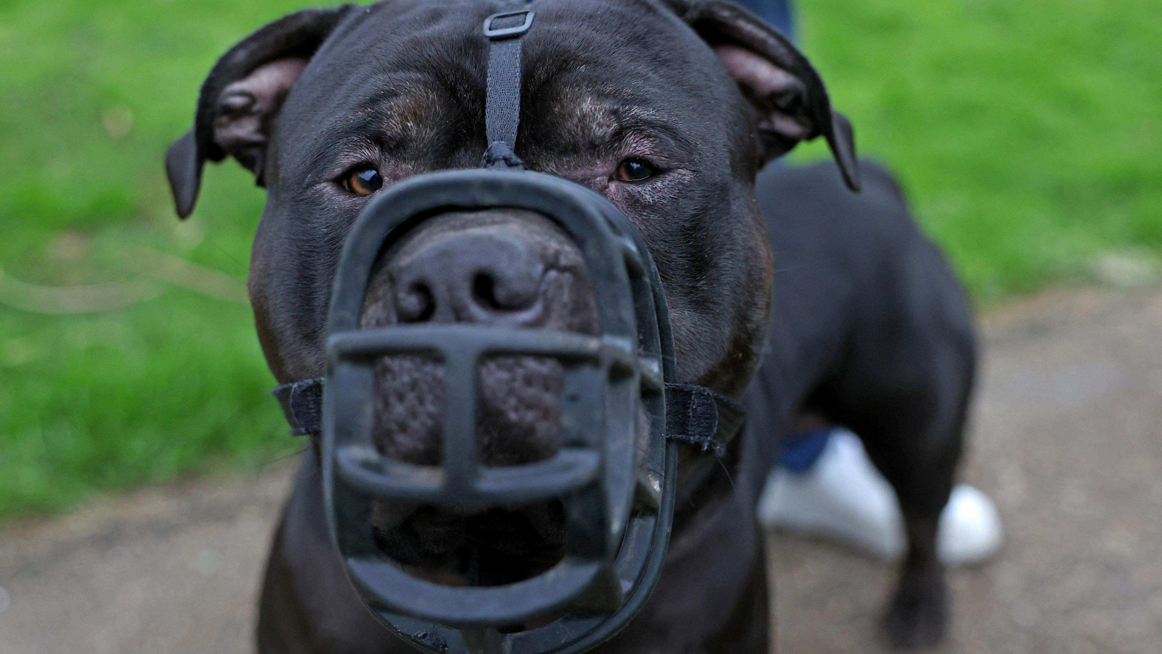 Muzzled XL Bully - generic image