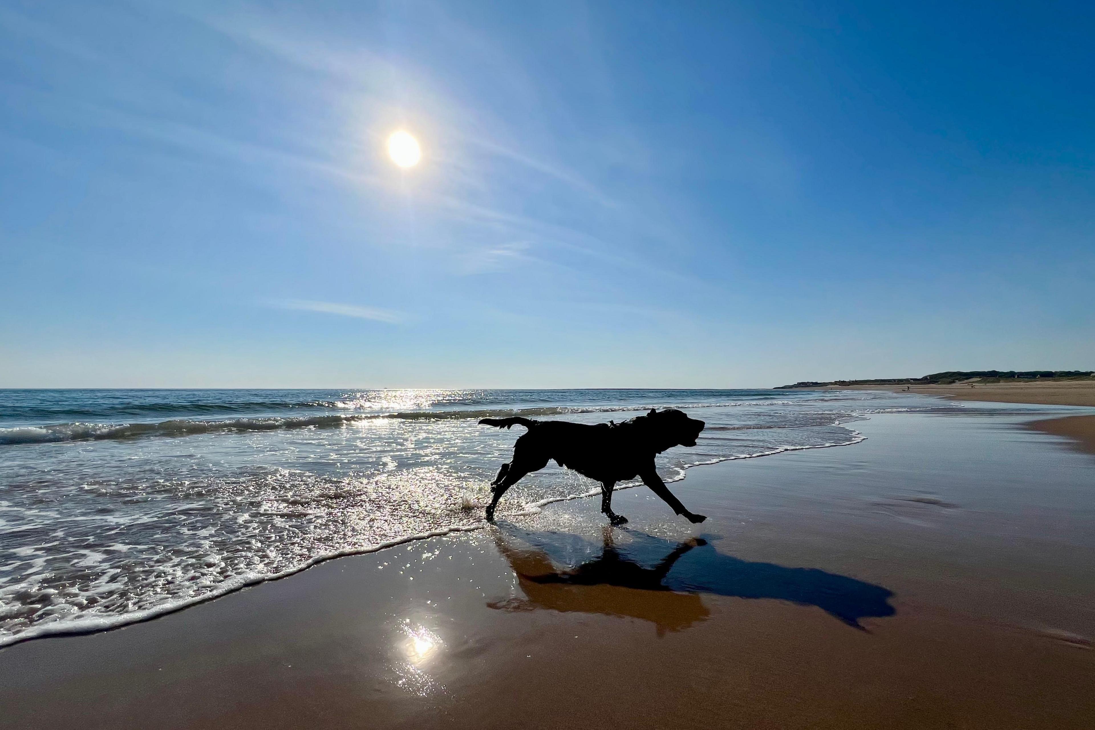 A dog bounding along the coastline is illuminated from behind, casting it in shadow. The sun is shining overhead and the sky is blue.