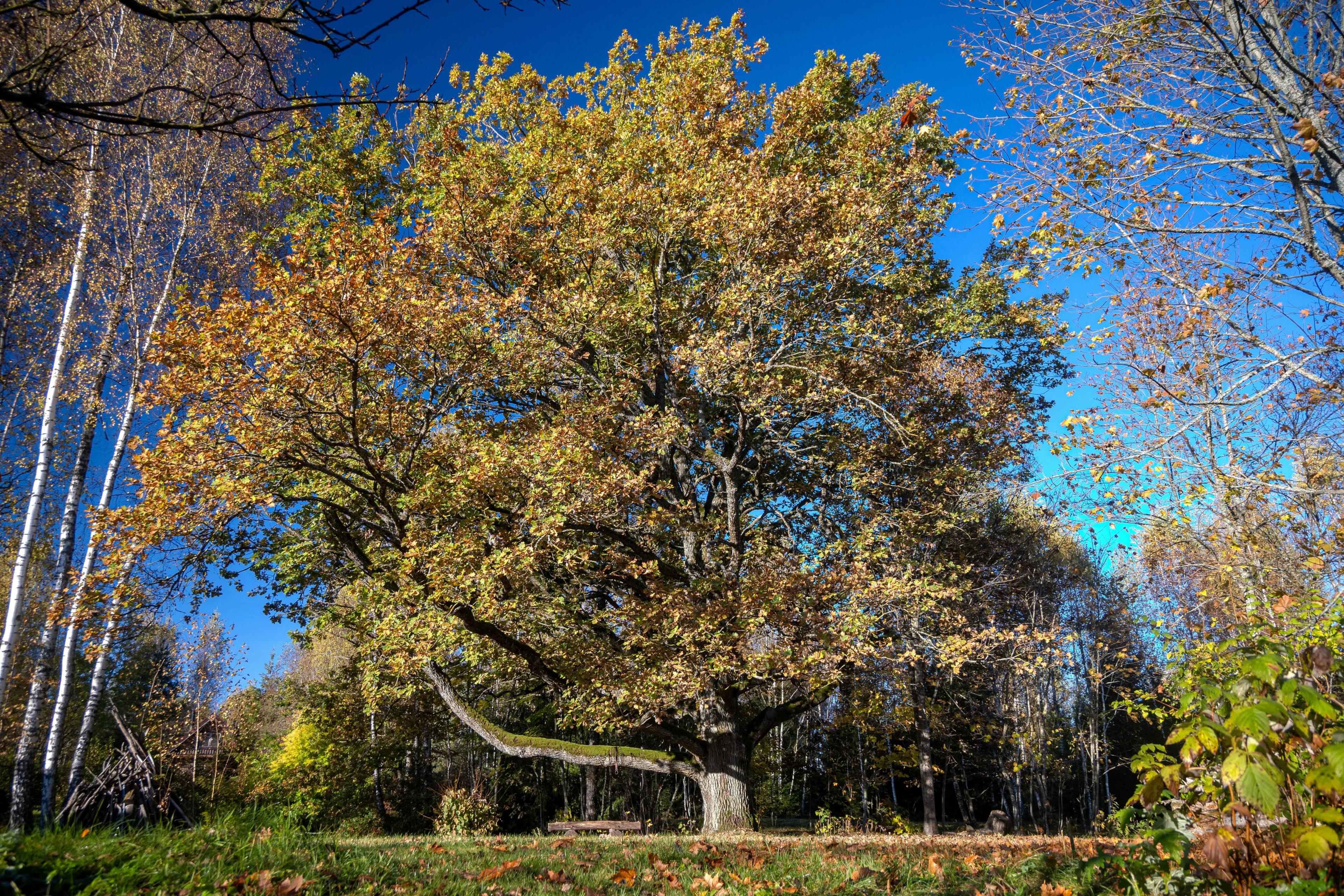 A Common Oak stands in an autumn landscape, its branches covered in golden leaves. The tree's broad canopy contrasts with the deep blue sky, while surrounding trees display a mix of seasonal colours.