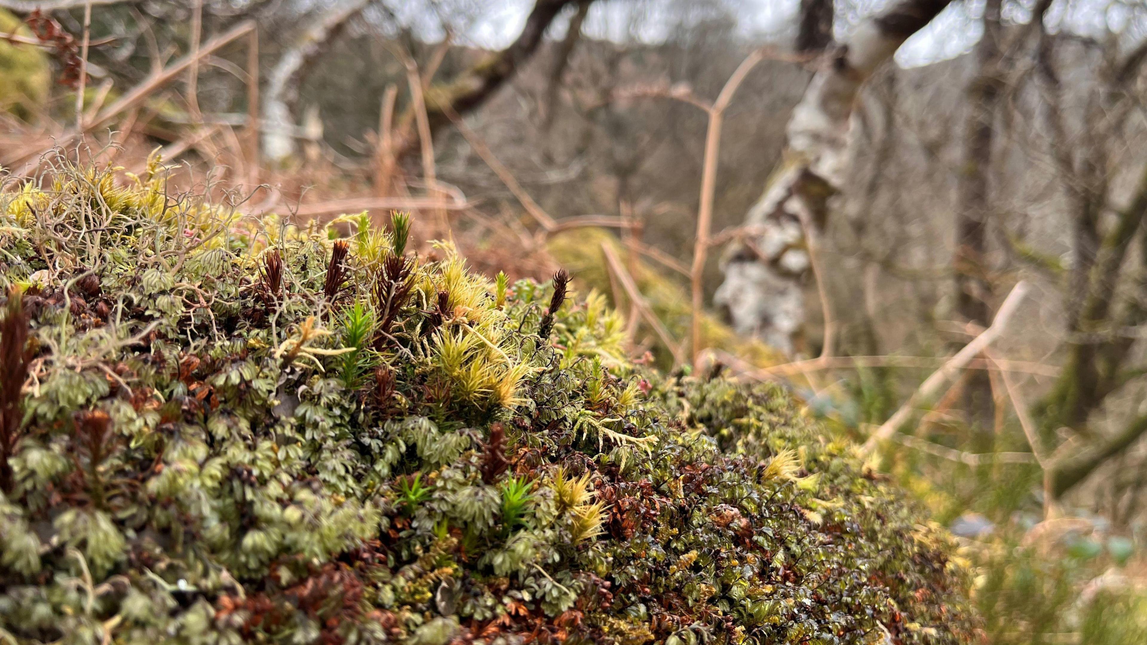 moss