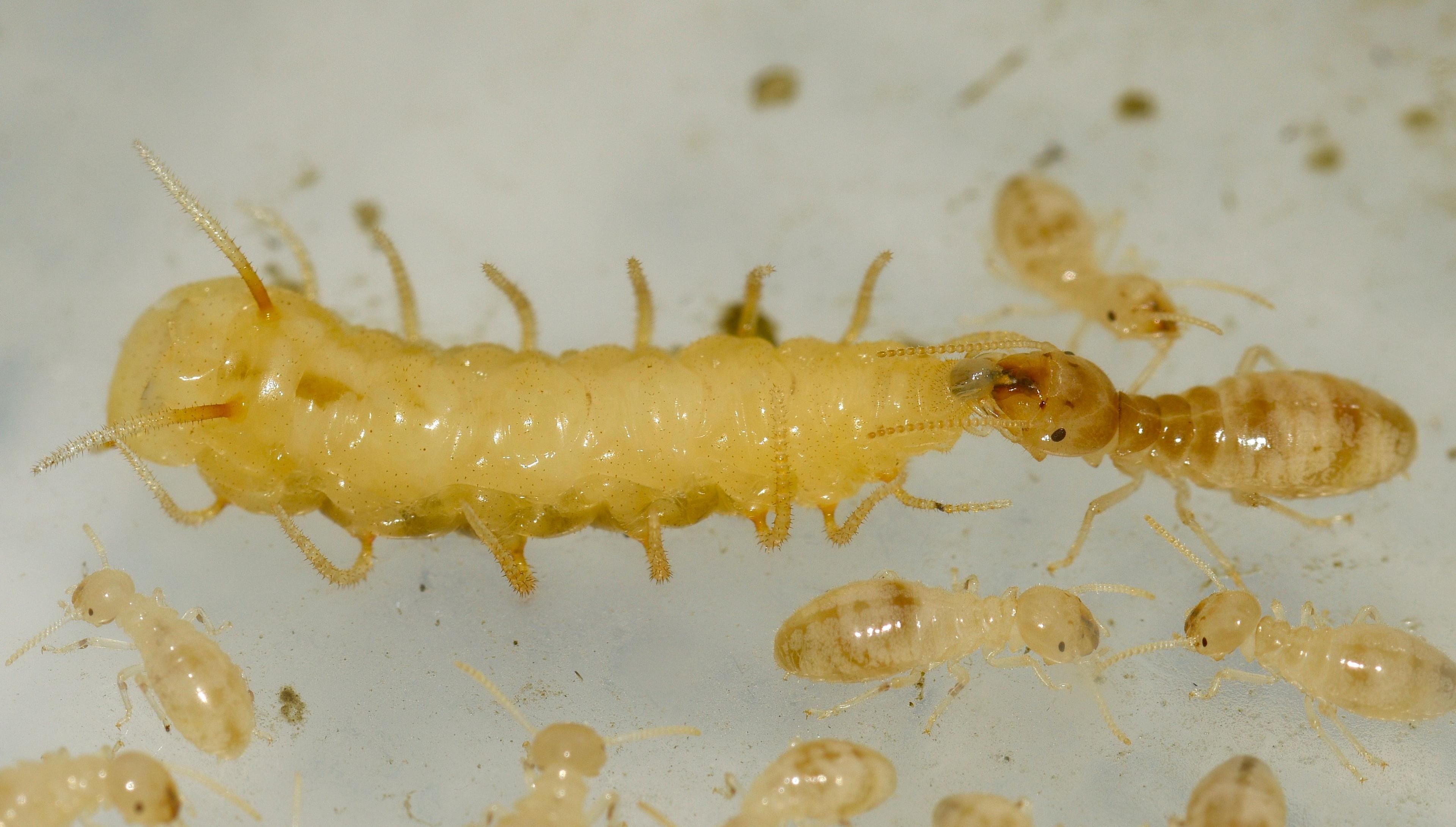 In the laboratory, possible mouth-to-mouth feeding is observed between harvester termites and blow fly larvae.