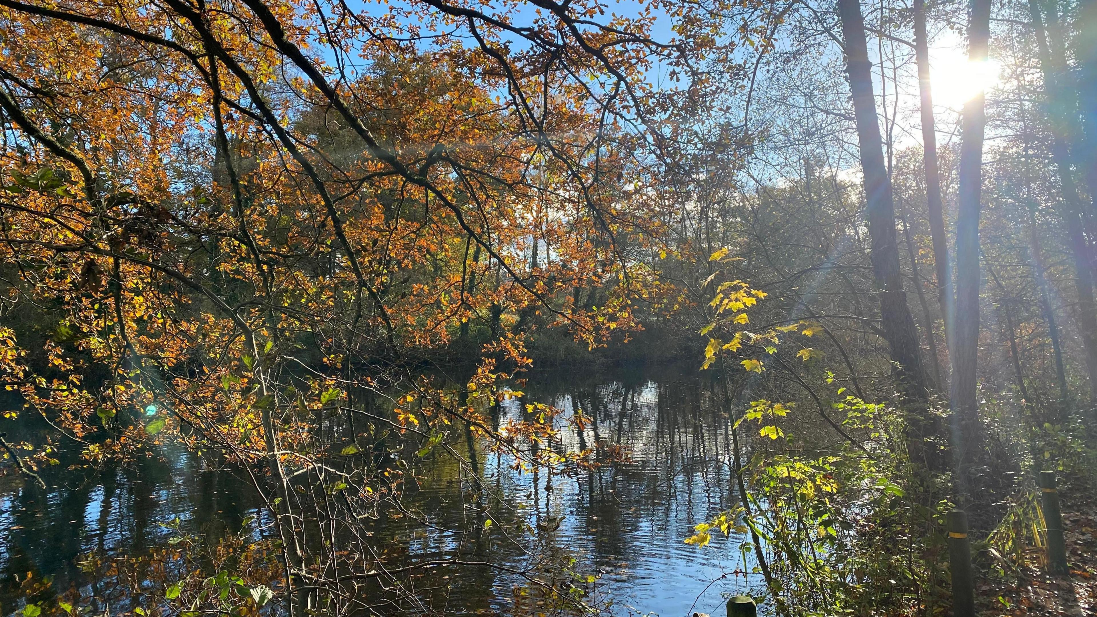 Sun shines on a body of water that can be seen through colourful, autumnal looking leaves. 