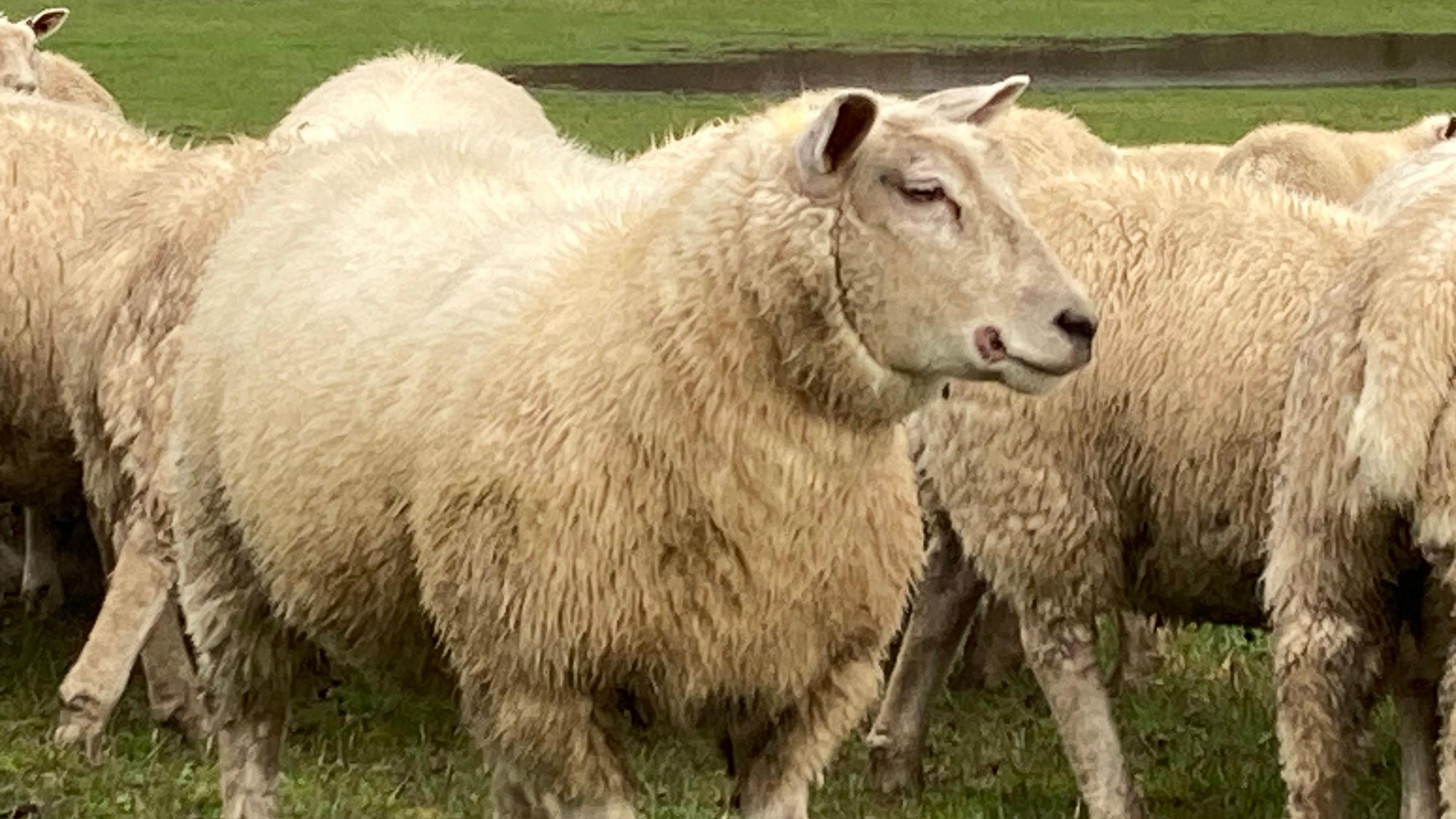 Sheep in a field