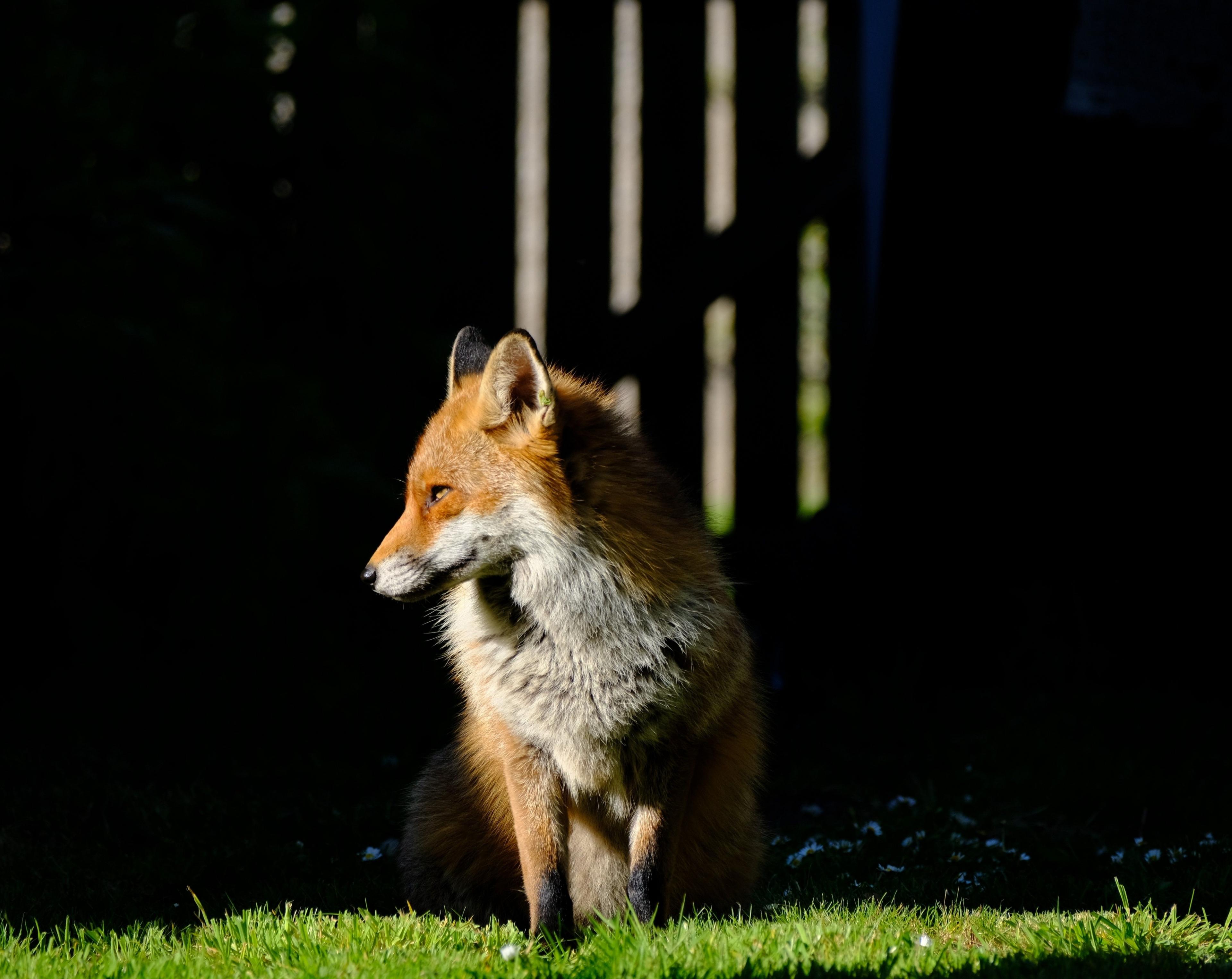 An urban fox sits in a garden looking sideways, with a gate in the background