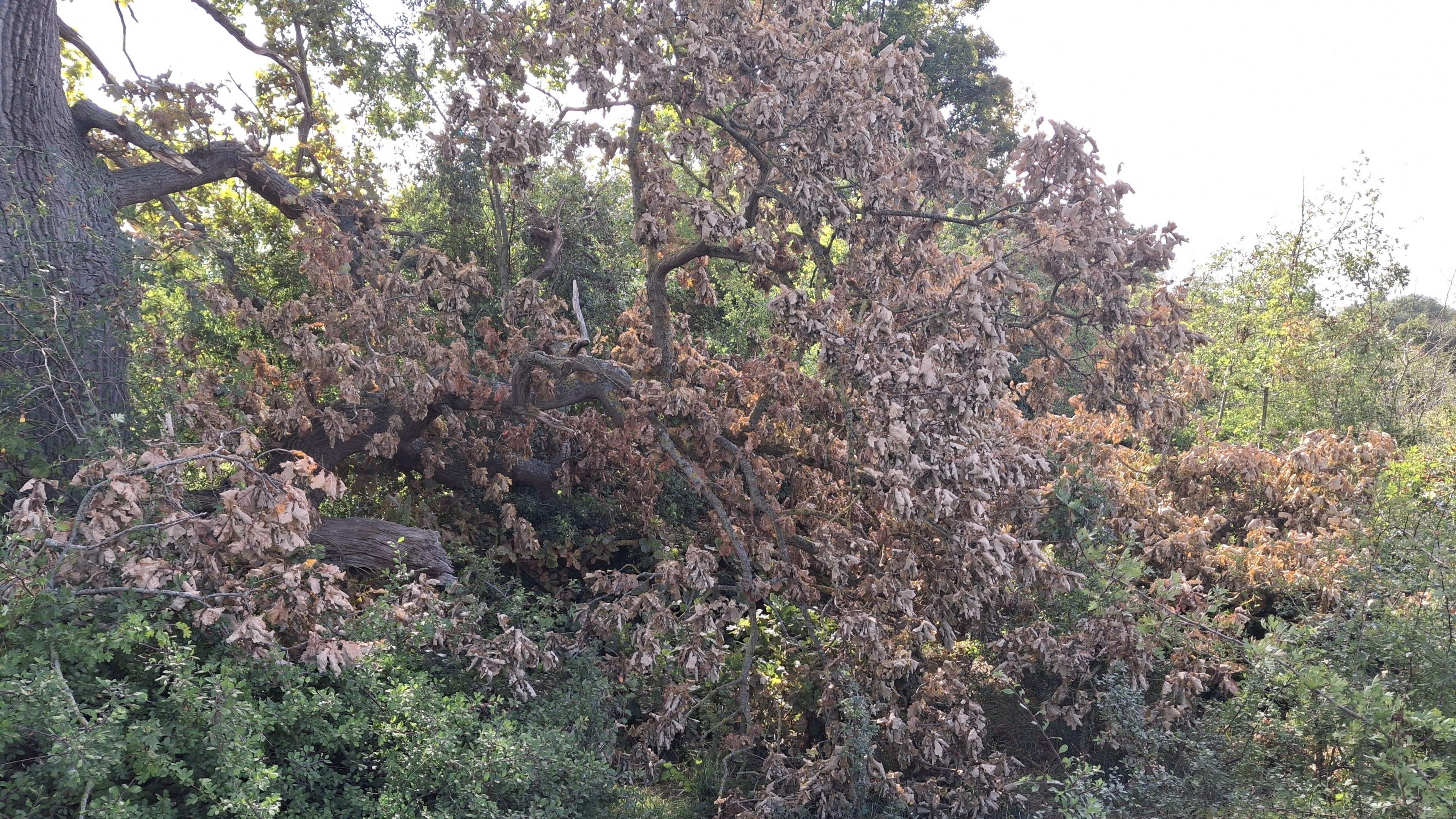 A tree branch within a wooded area that has broken off and dropped toward the floor. The leaves on the branch have died and gone brown. Other green trees and vegetation surrounds the branch.