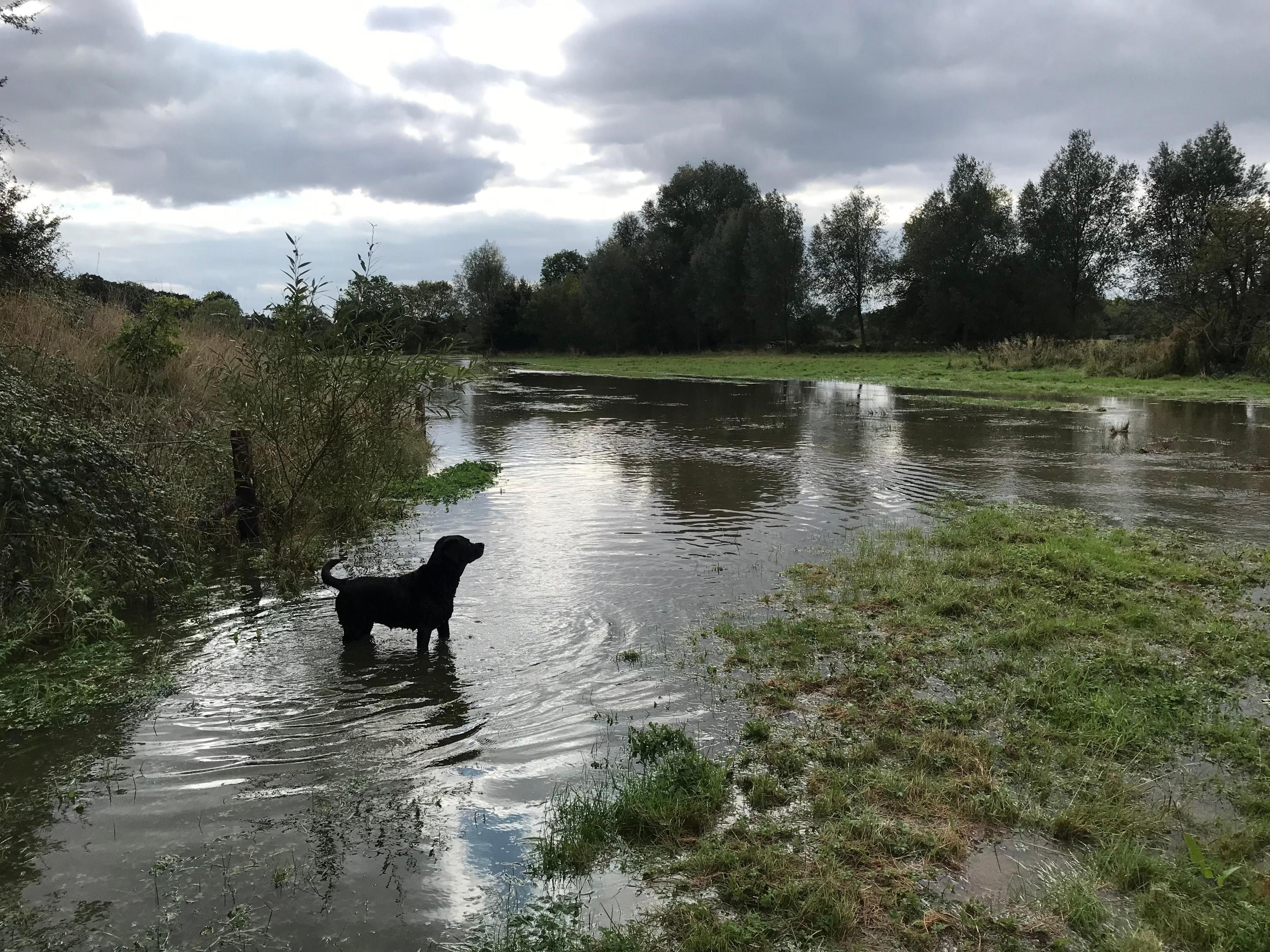 A dog standing in the middle of a flooded field 