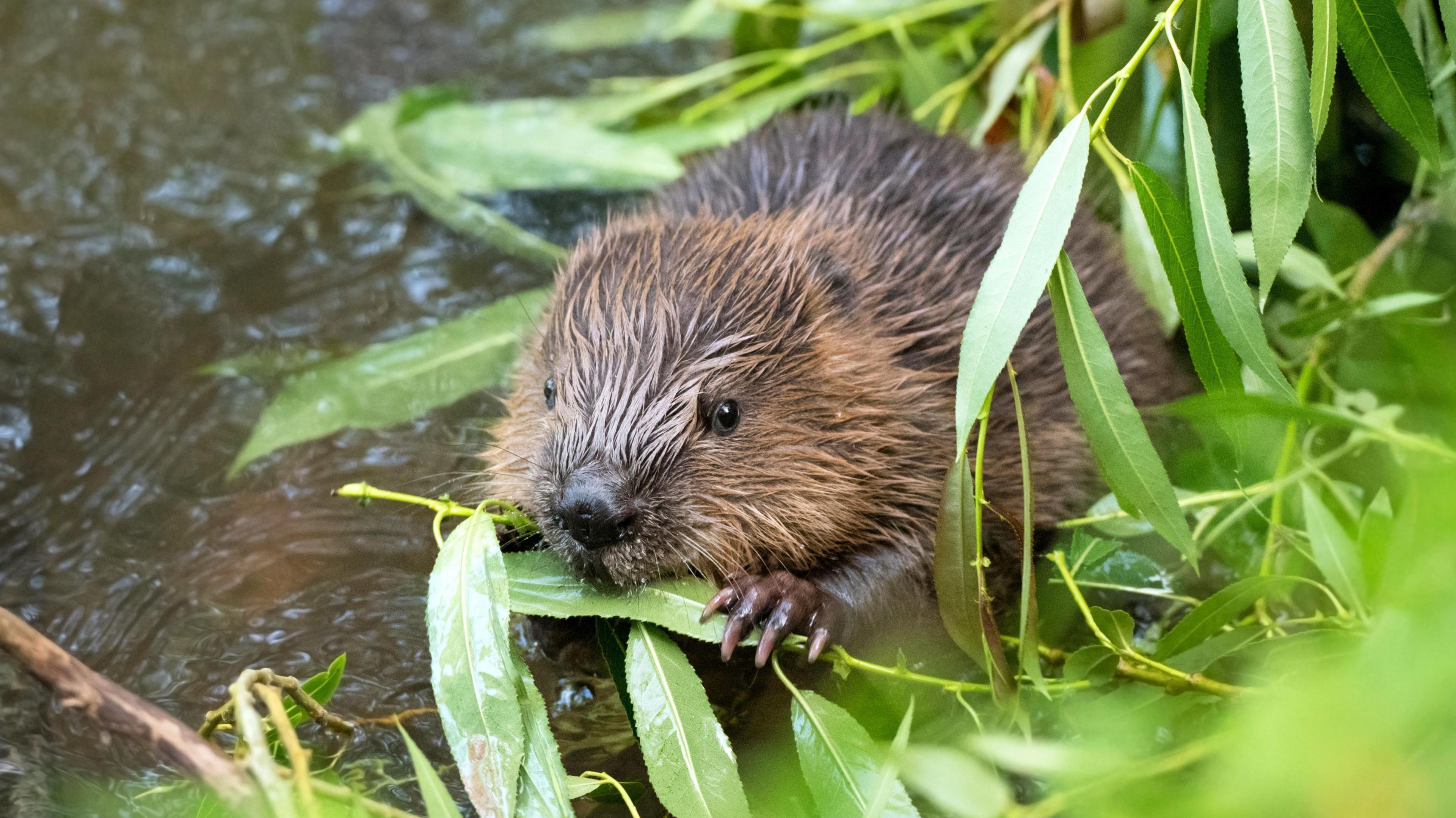 A brown beaver chews on a green leaf, holding it in its front paws, as it stands next to some dark water