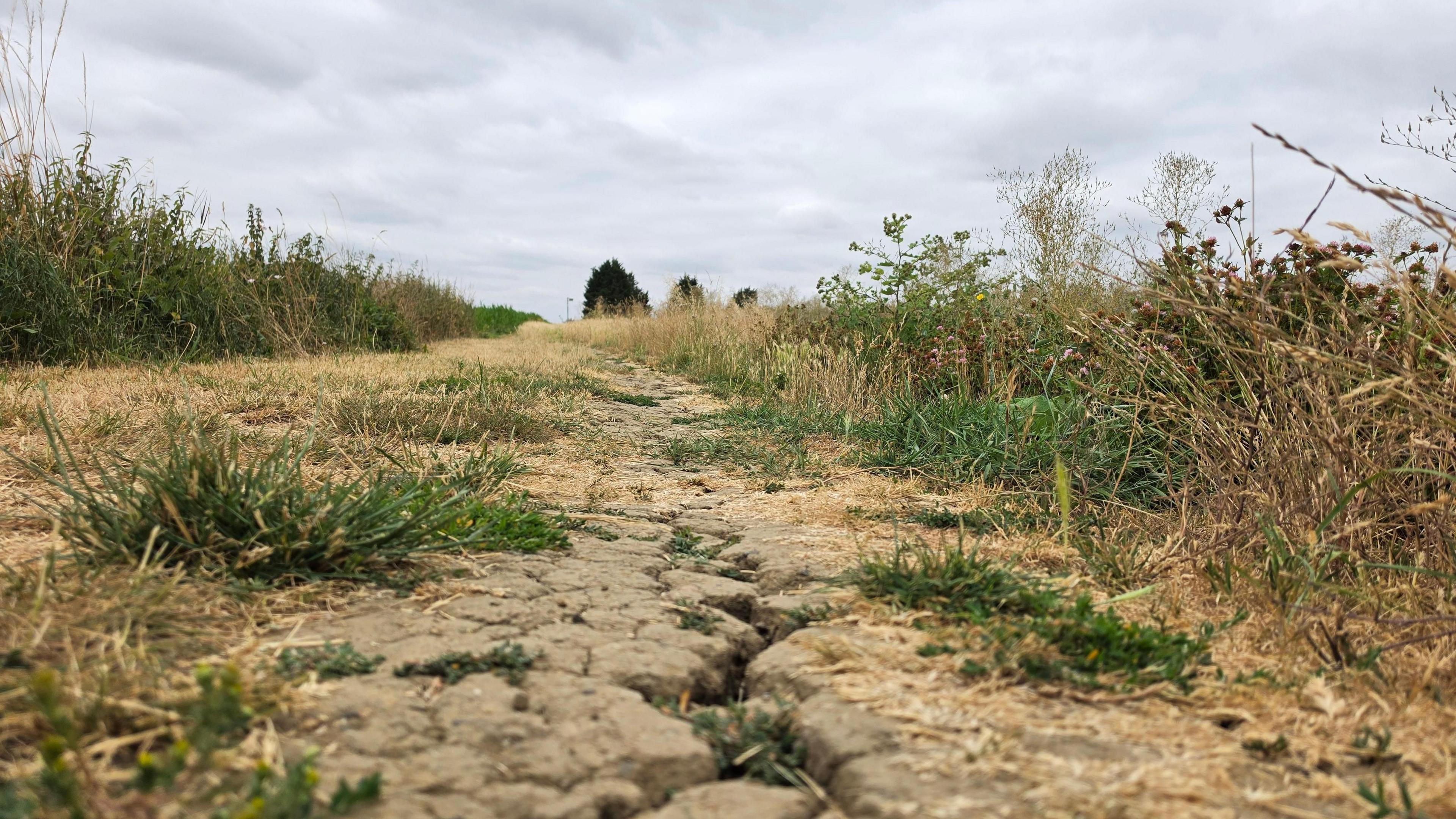 A close up shot of cracked, dry earth with some patchy grasses and shrubs growing from it, with a grey cloudy sky overhead