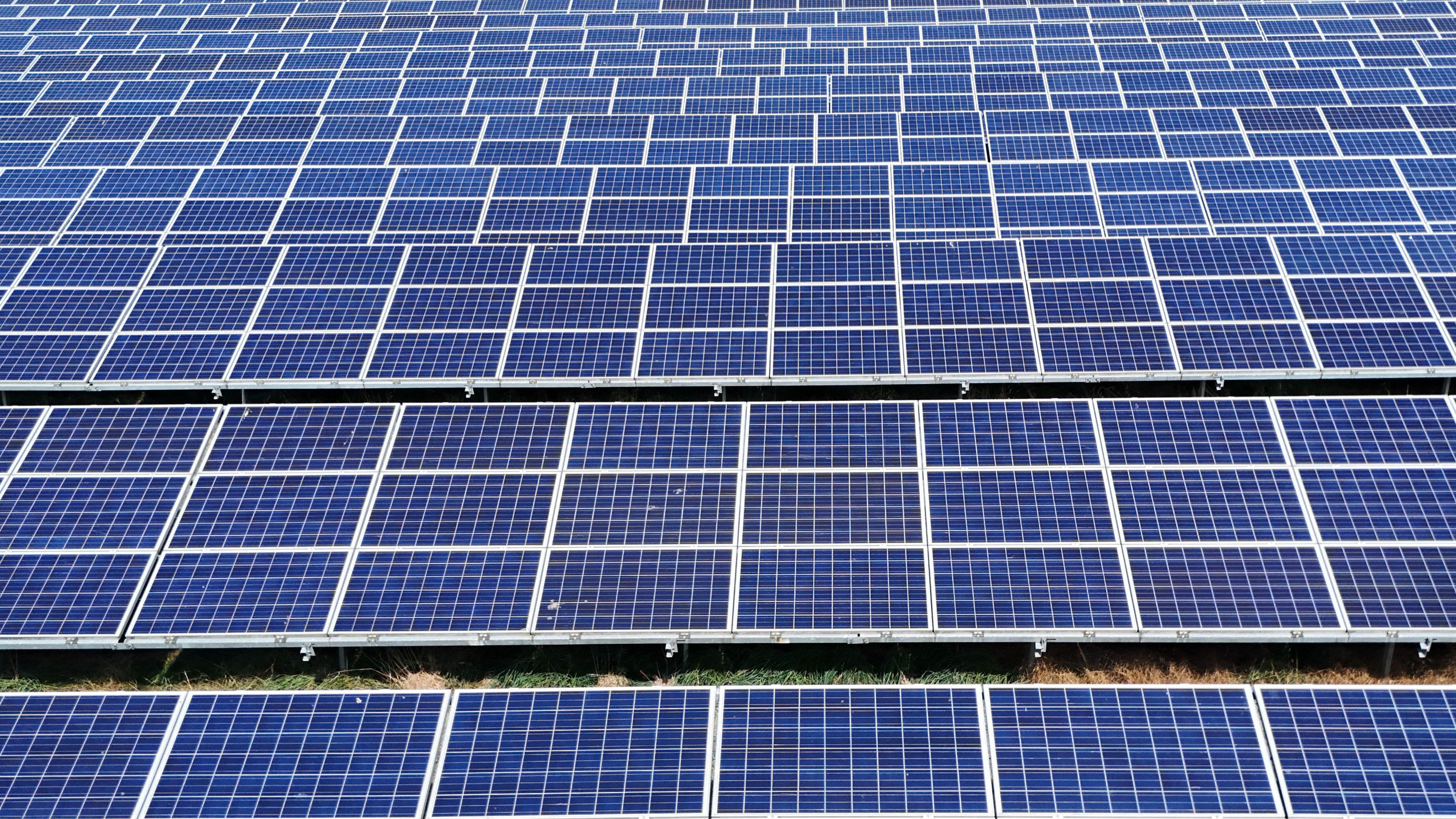 An array of dozens of solar panels arranged in rows