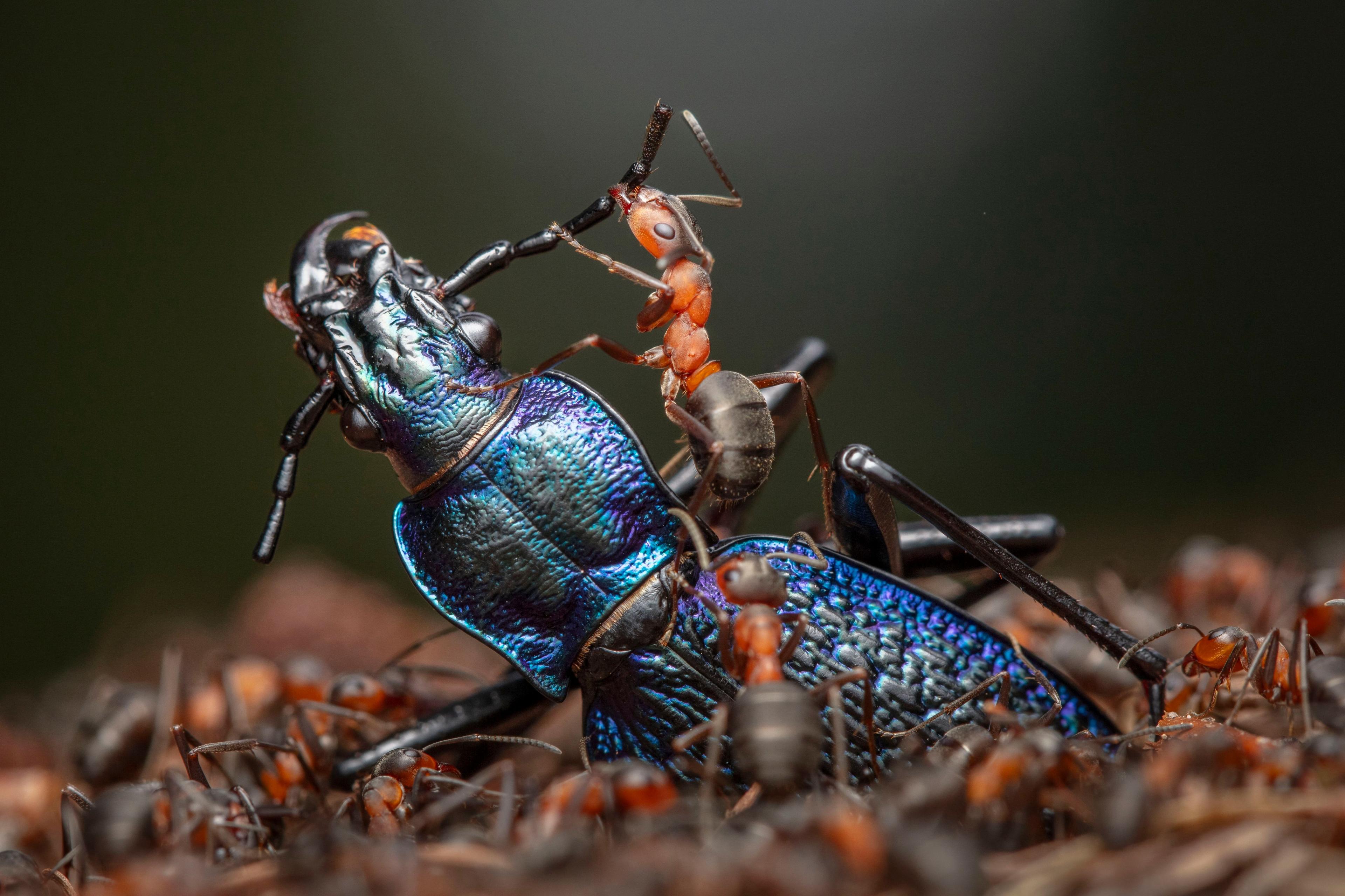 red ants dismembering a blue beetle 