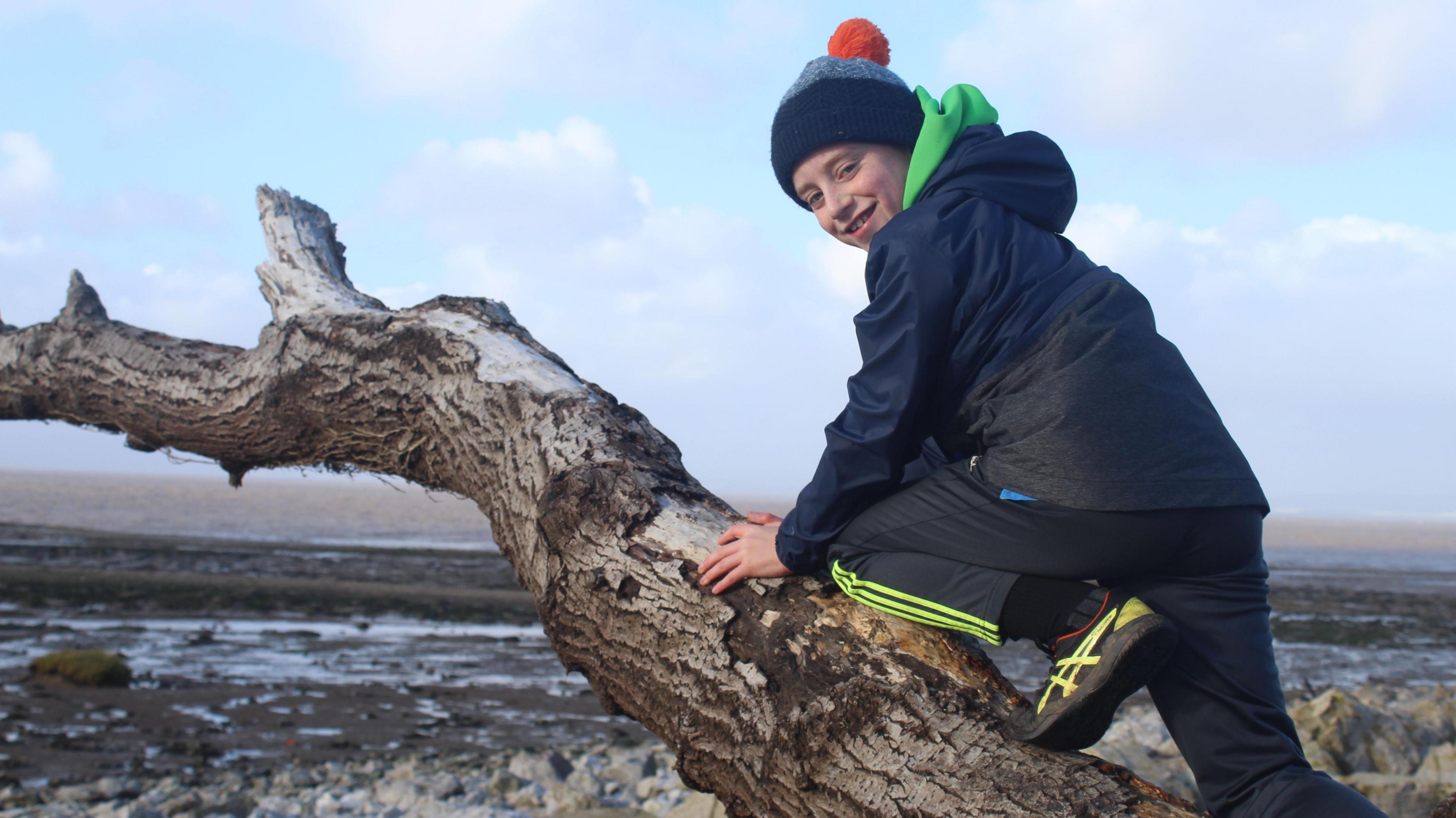 Fergus climbing on a tree trunk