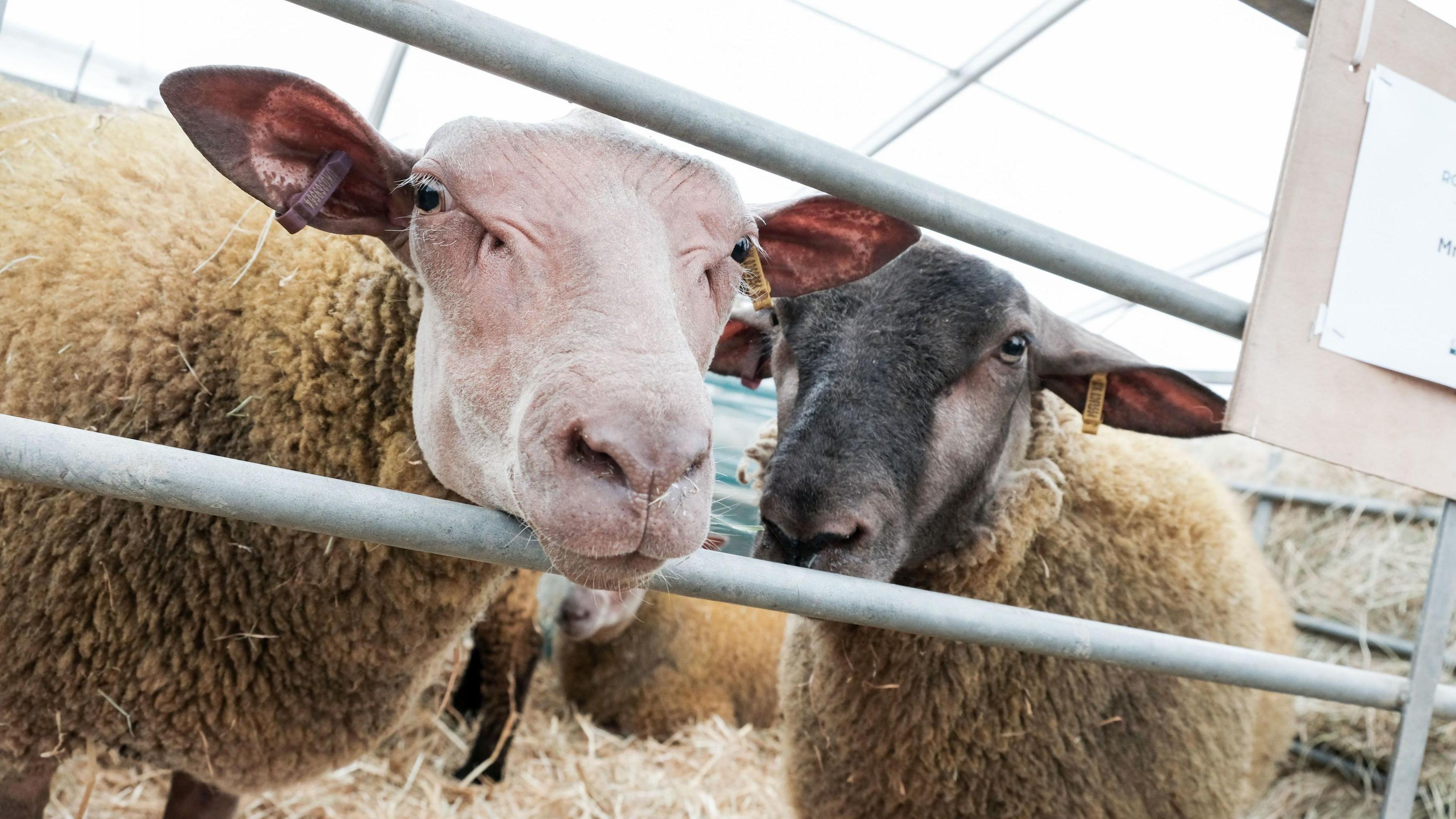 Two sheep at the Royal Cornwall Show. They are poking their heads through a fence to take a glance at a camera.
