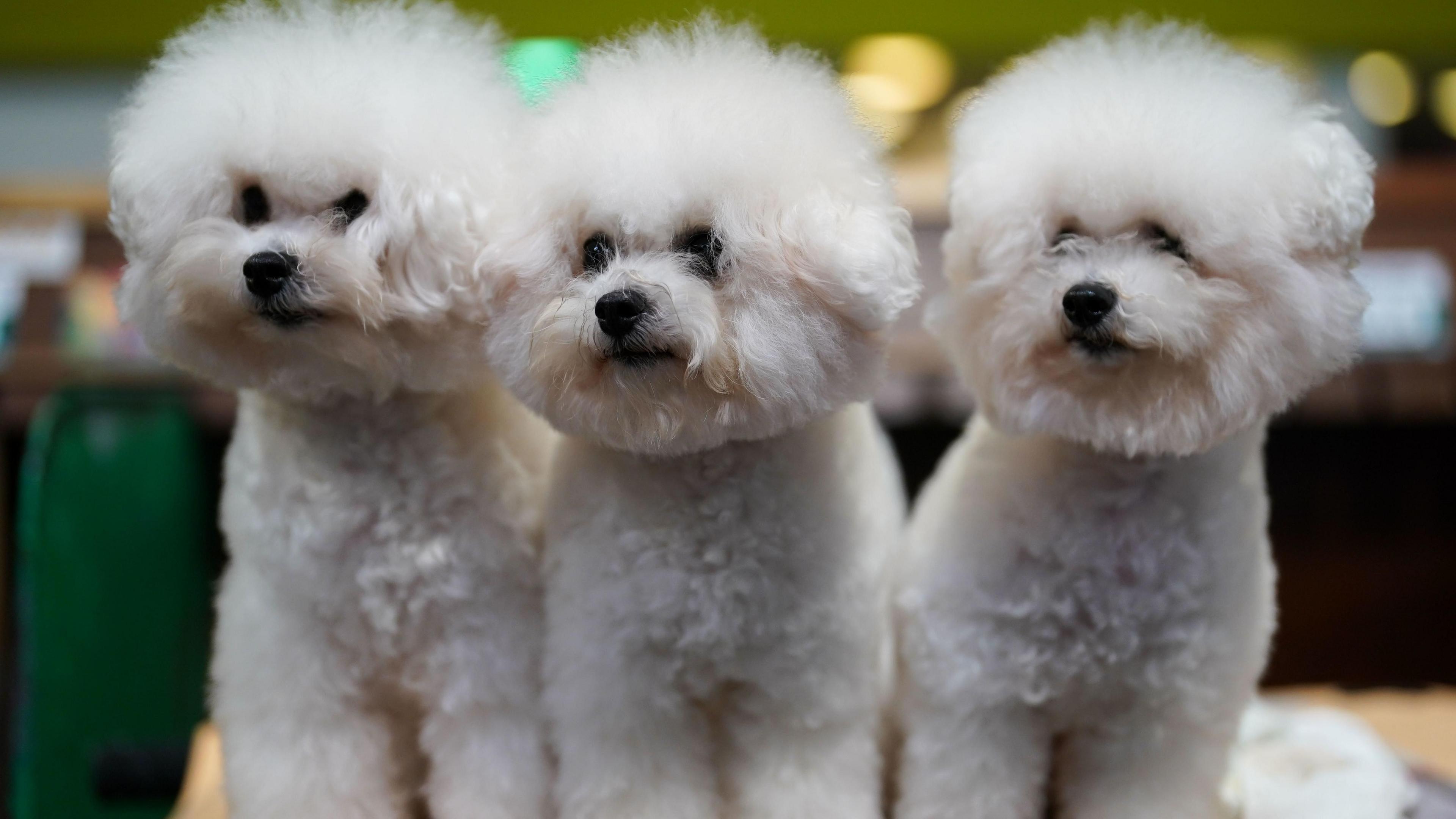 Three Bichon Frise