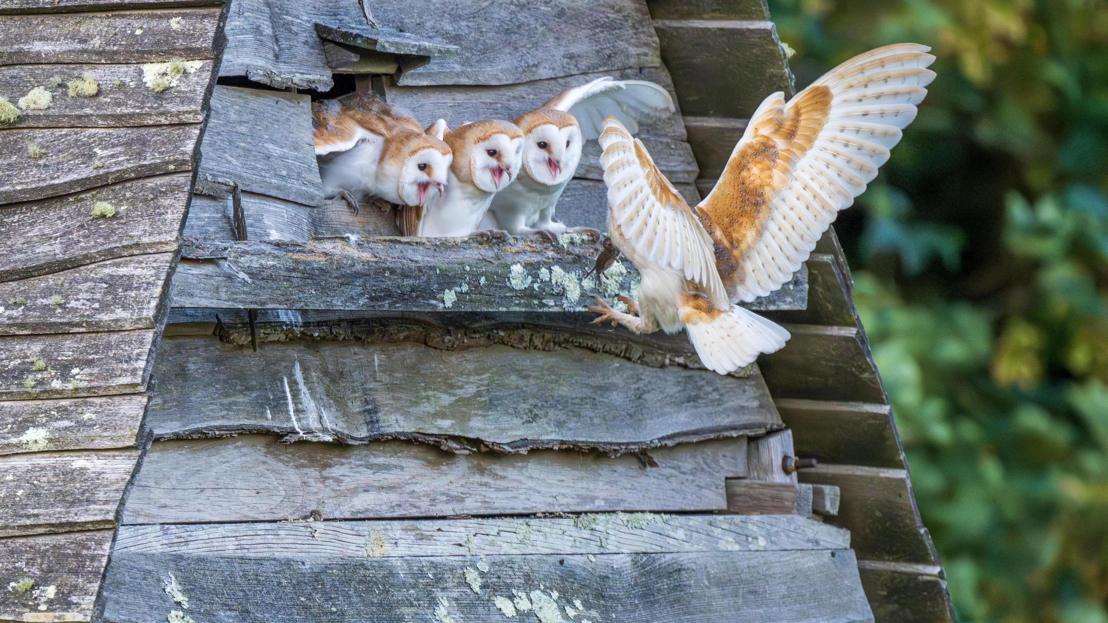 A barn owl feeding its young. They are in what looks like a roof.