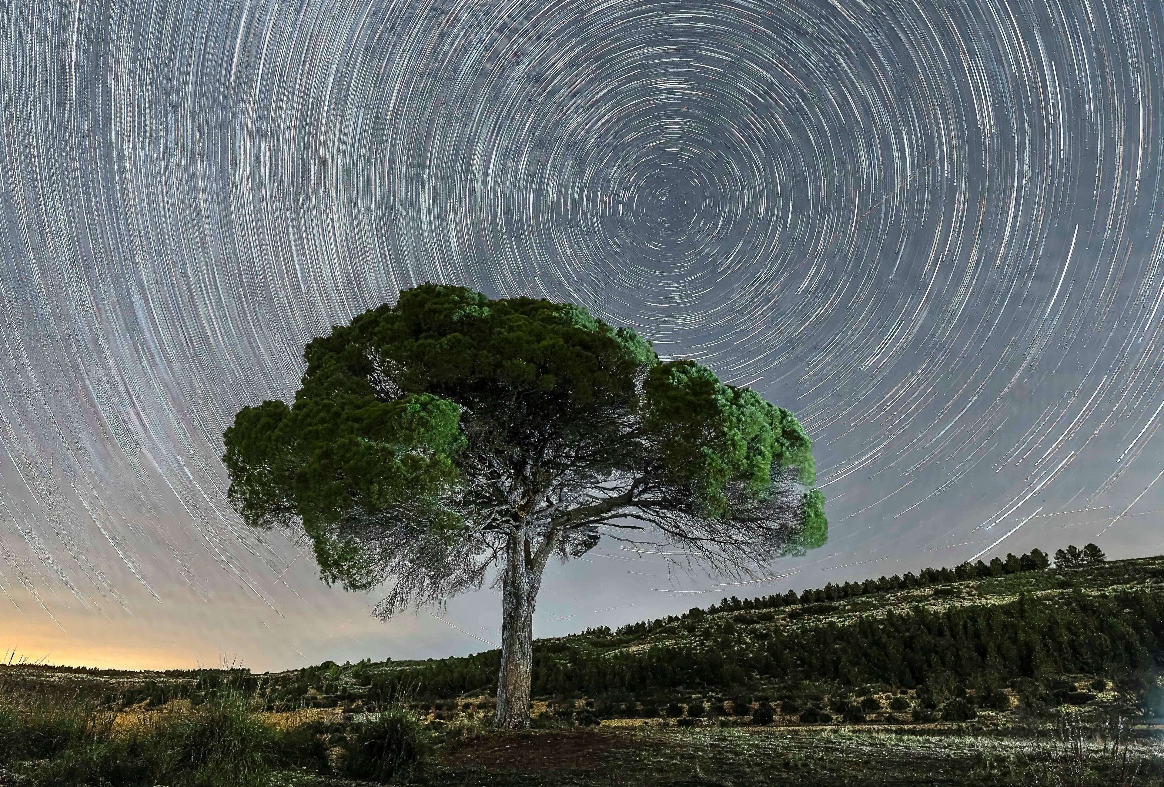 A Stone Pine tree with a broad, umbrella-shaped canopy with dense, dark green foliage. Its sturdy trunk supports sprawling branches, some partially bare. The tree stands against a dramatic night sky time-lapse filled with swirling star trails.