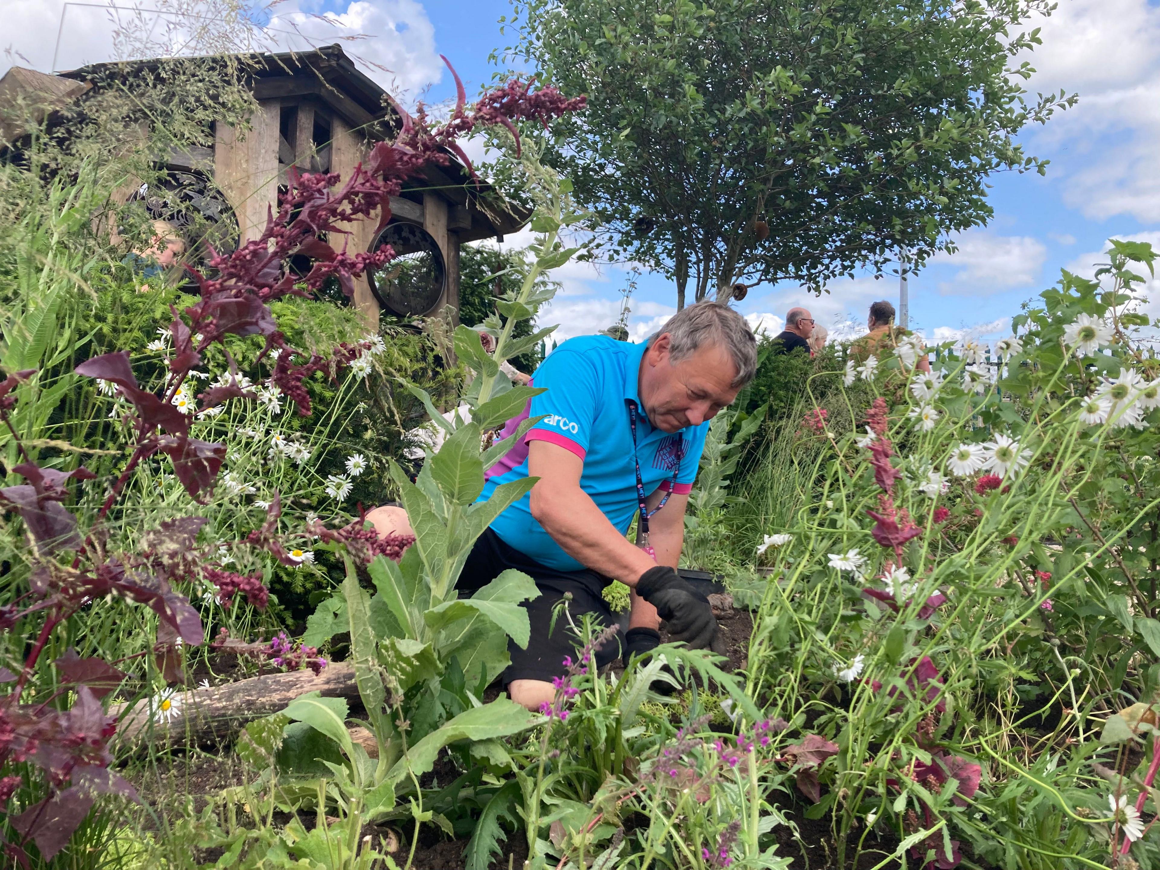 A man wearing a blue t-shirt is kneeling down among the plants as he digs in the soil with a hand fork.