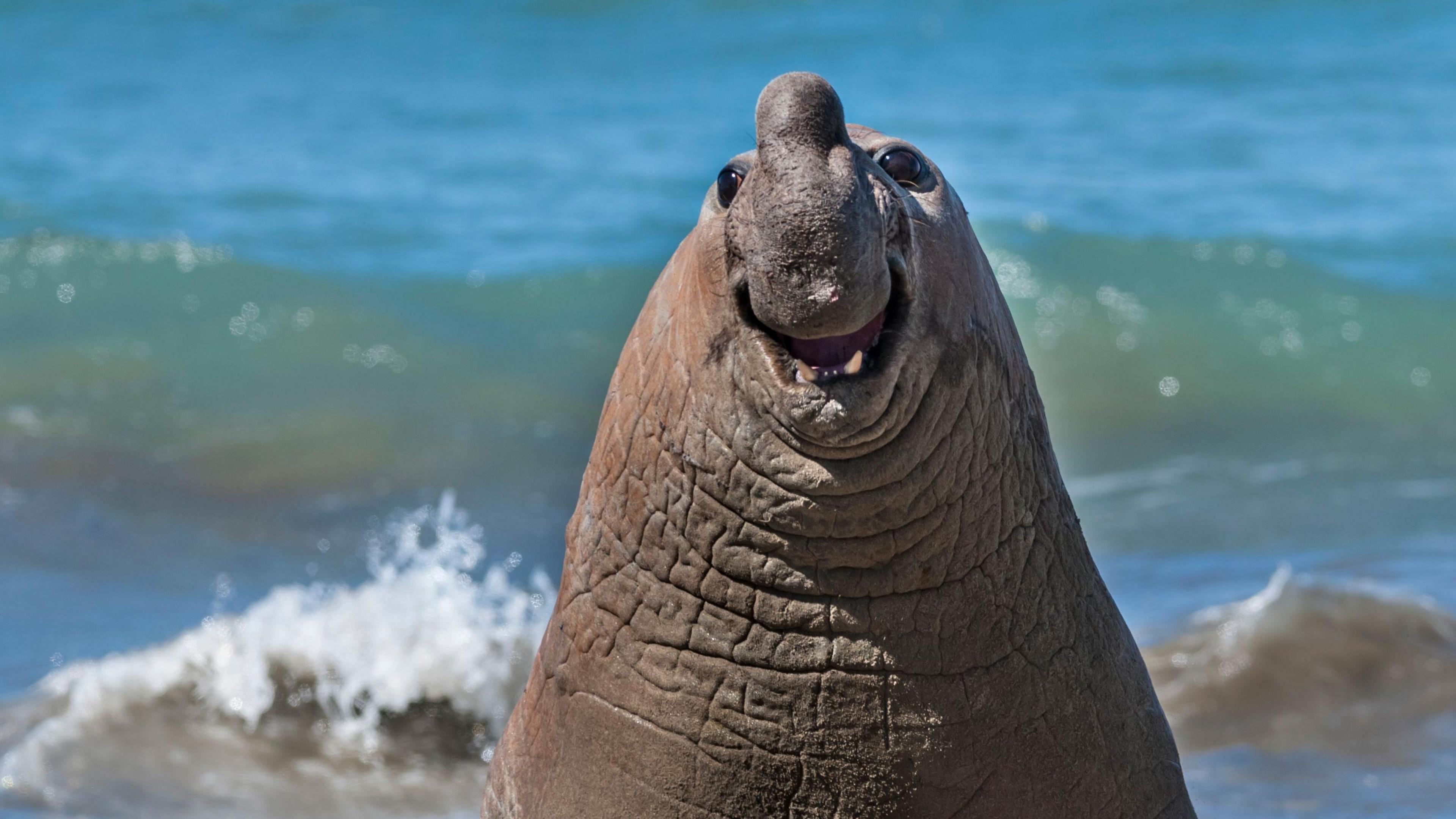 Smiling elephant seal