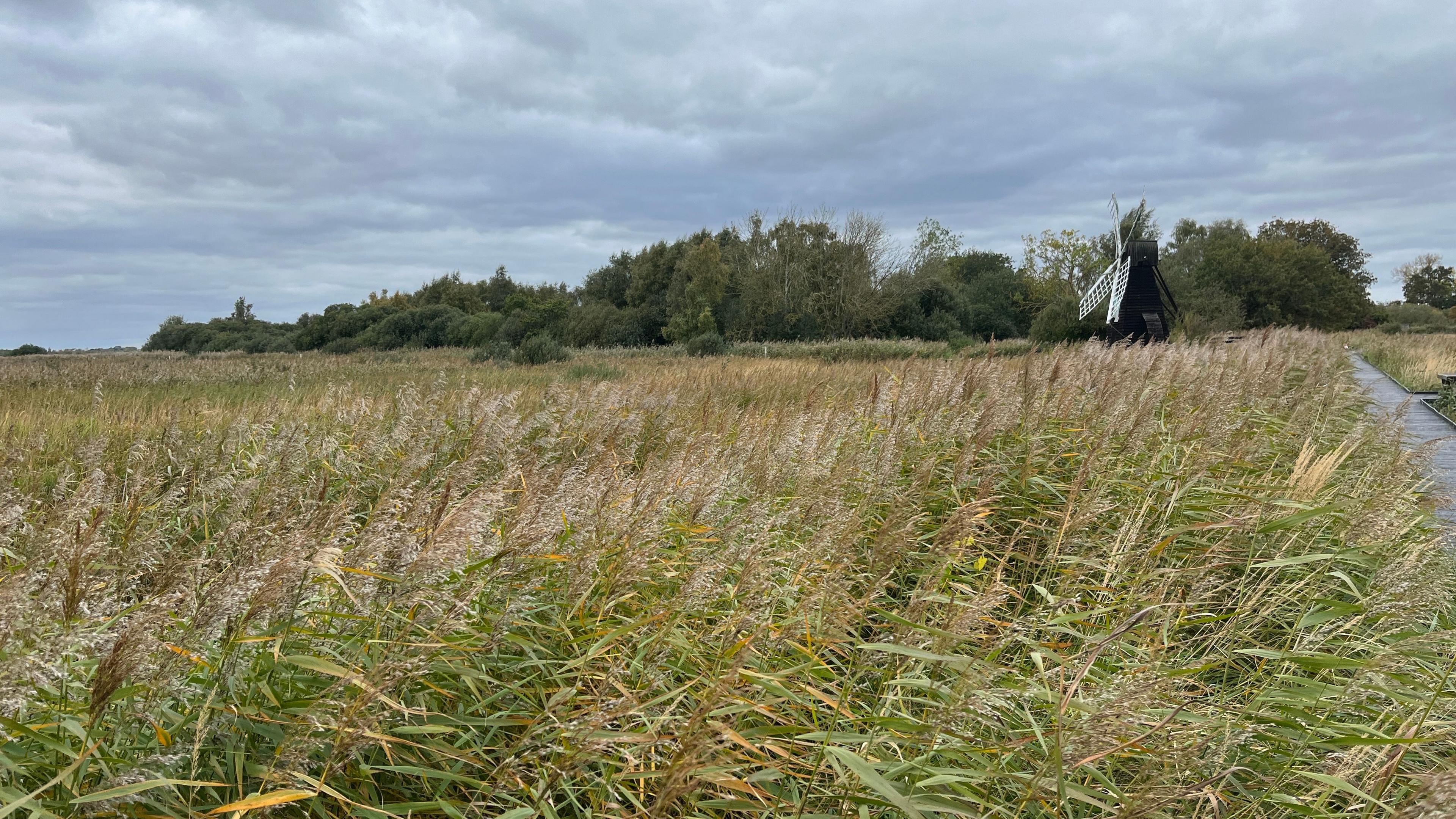 Wicken Fen in Cambridgeshire. Grasses and a windmill