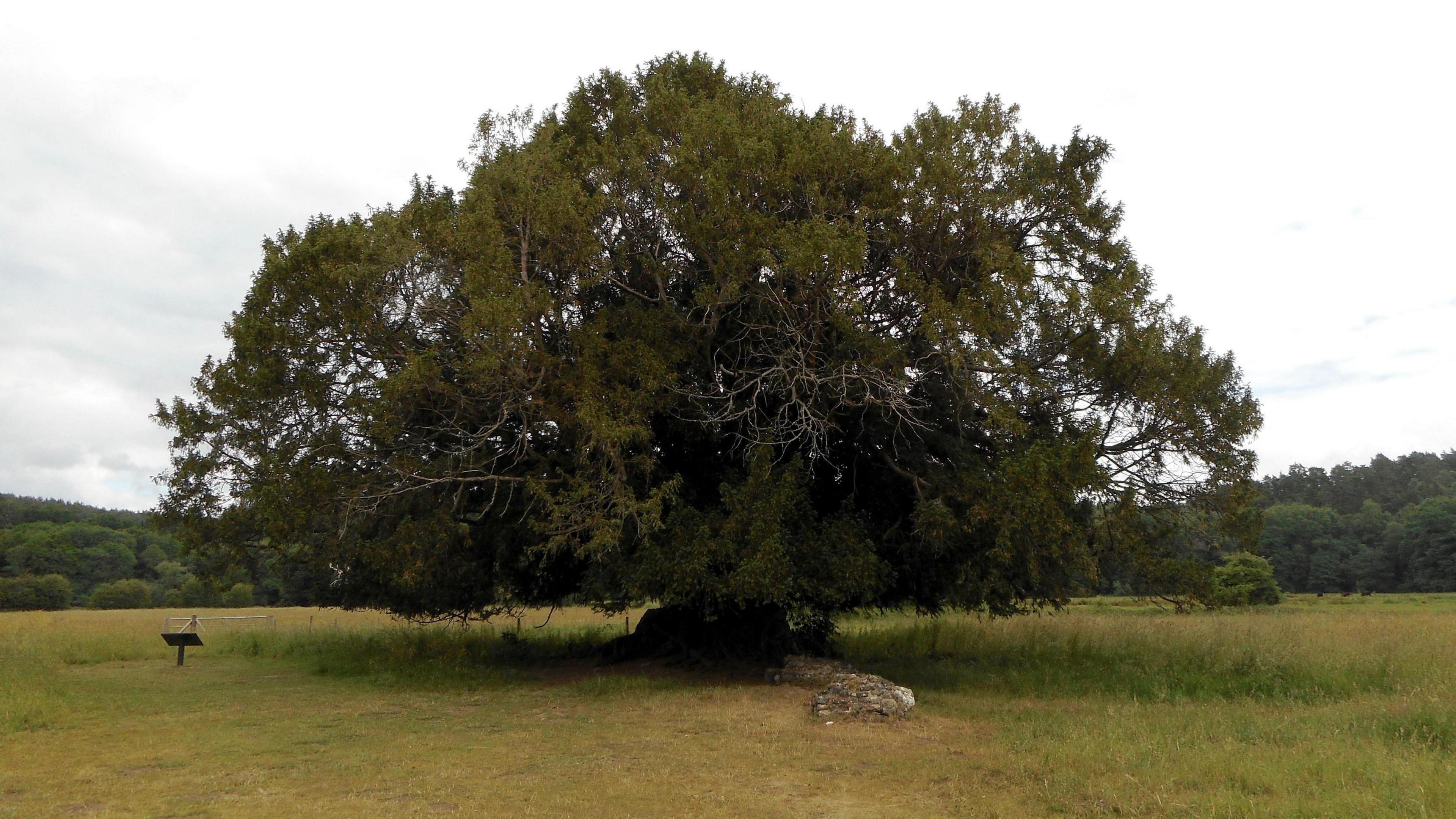 A yew tree in the grounds of Waverley Abbey