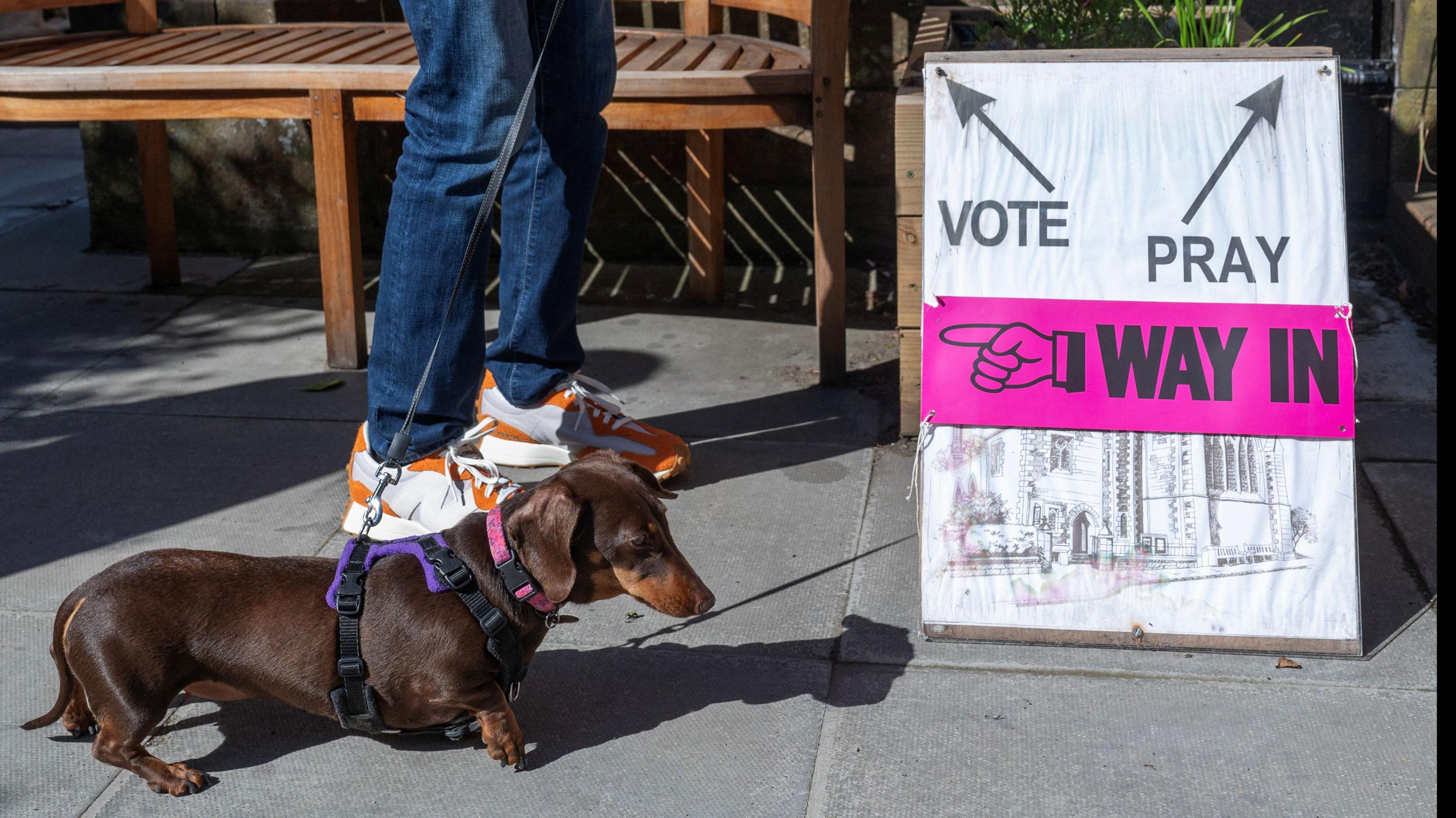 another dog at a polling station