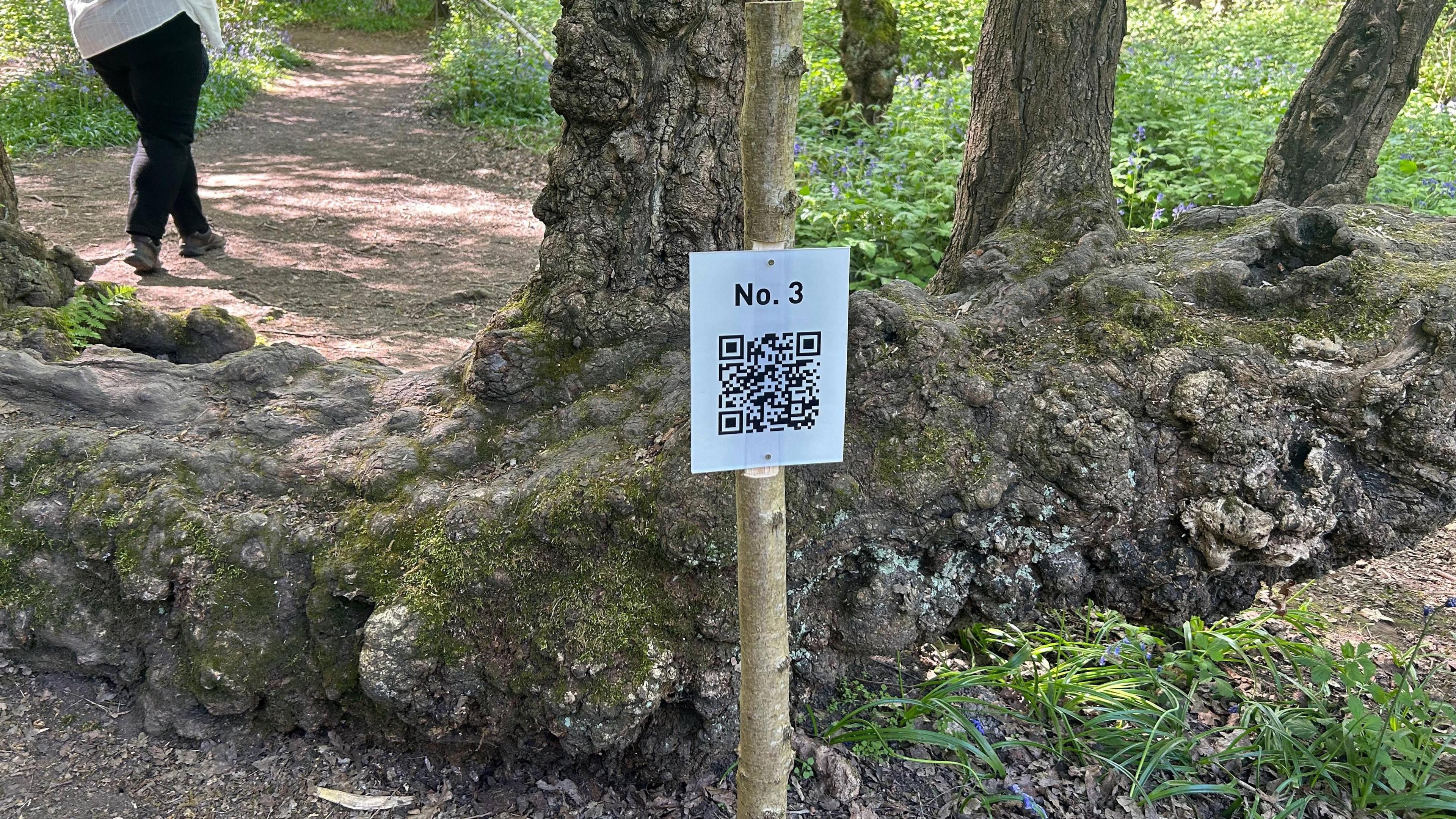An image of a QR code attached to a post in a woodland.