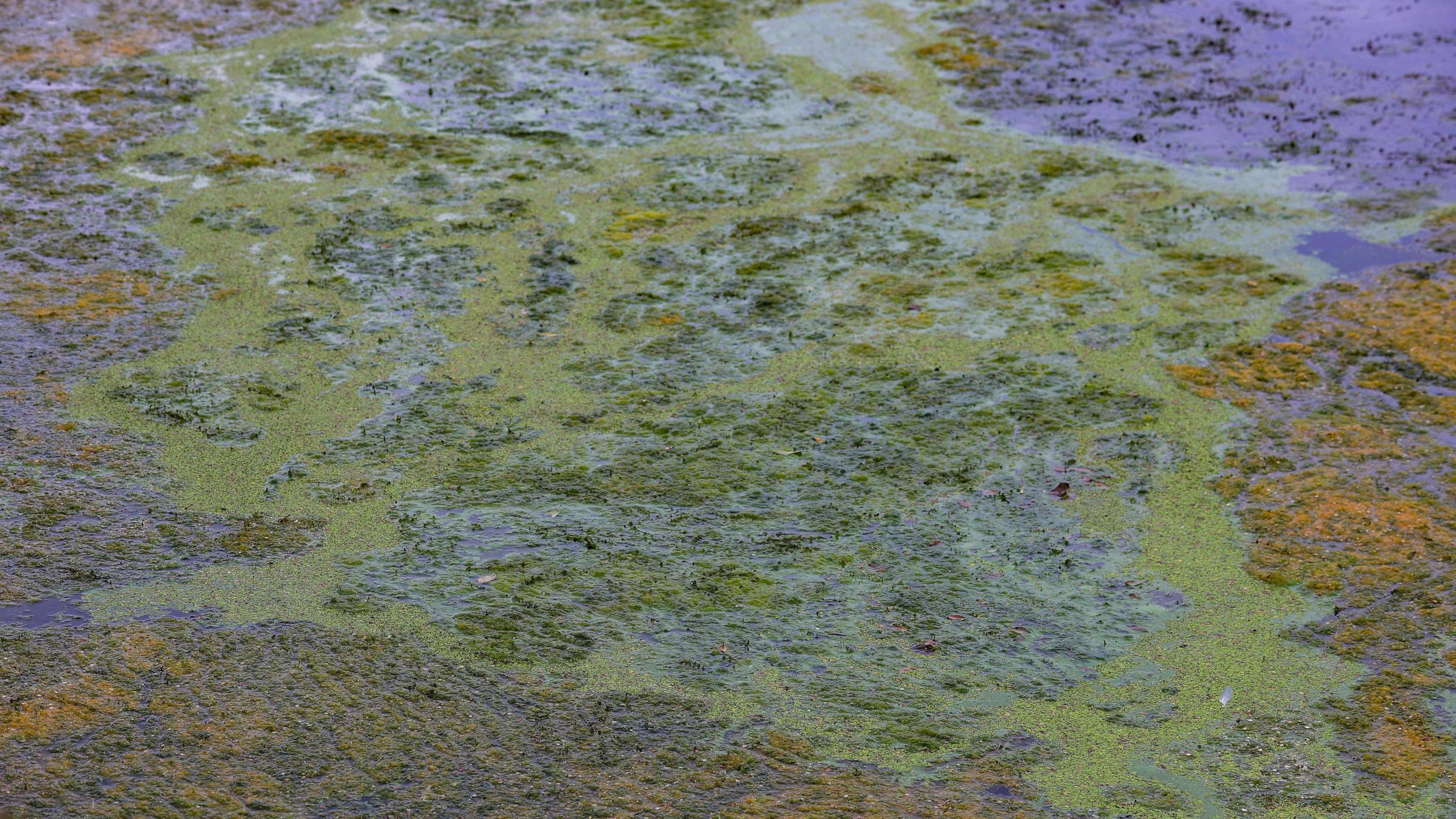 Algae on the surface of Lough Neagh at Ballyronan Marina