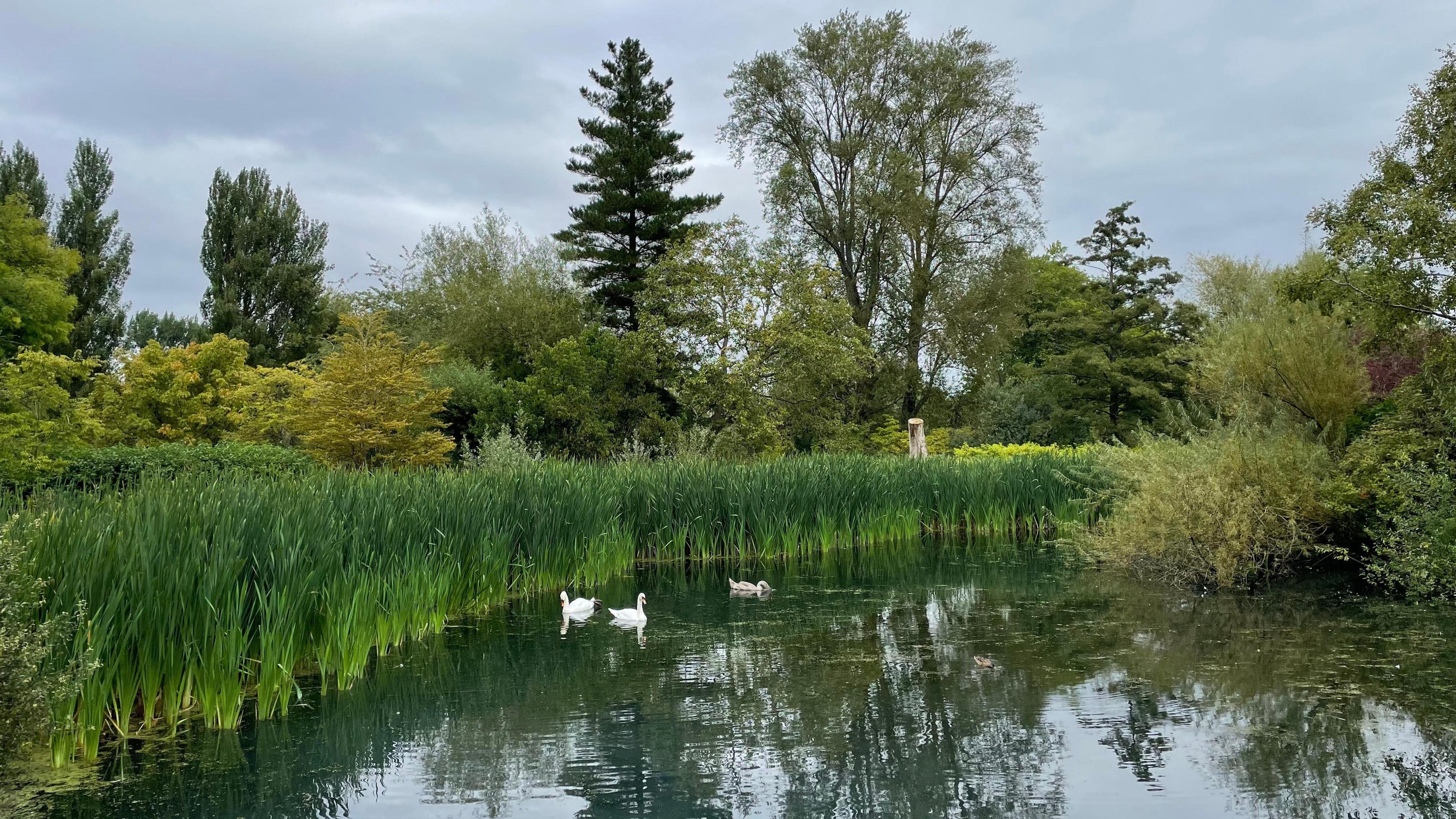 A green body of water with three swans next to green reeds and an array of trees in the background under cloudy skies