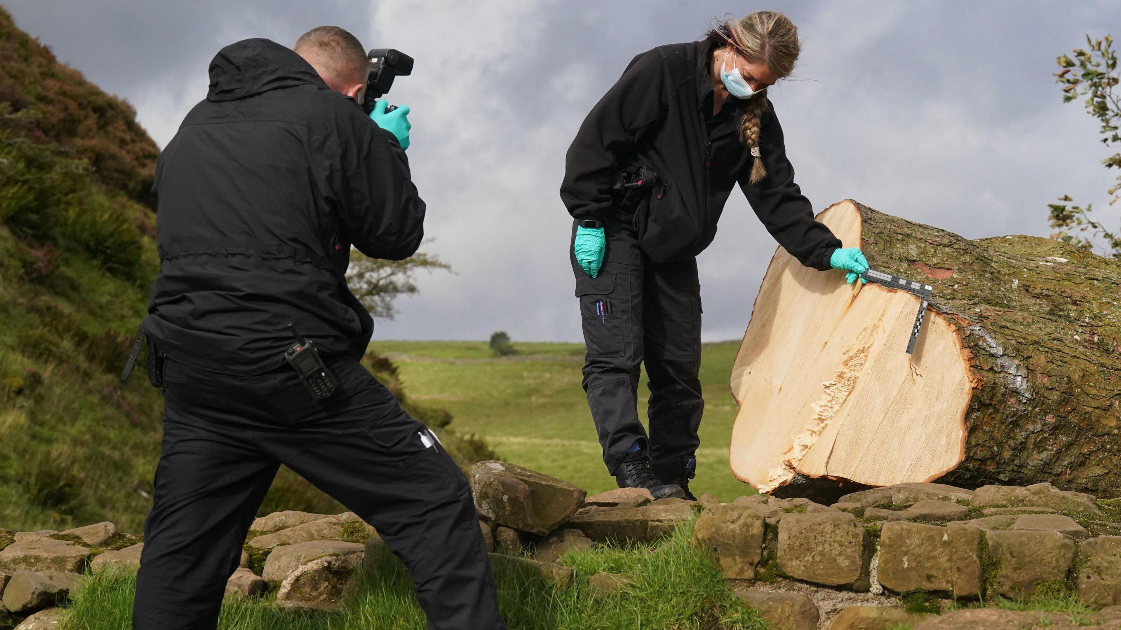 Northumbria Police officers examining the scene where the Sycamore Gap Tree was felled